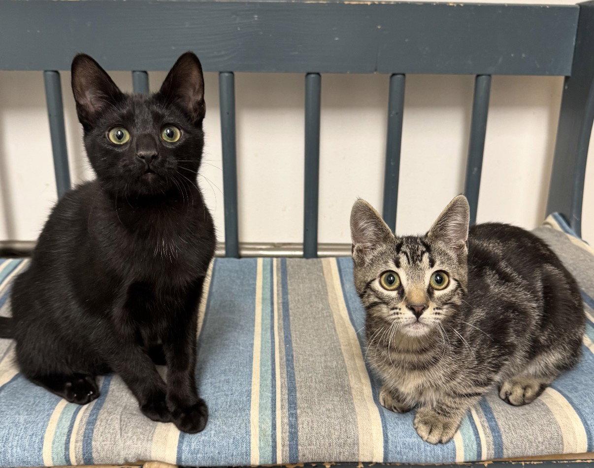 Drac, a Adopted Domestic Short Hair in Newtown Square, PA image 2/3