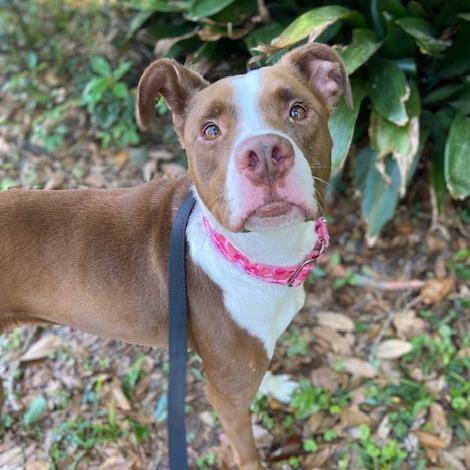 Cutie, a Adoptable Mixed Breed in Jacksonville, FL image 2/6