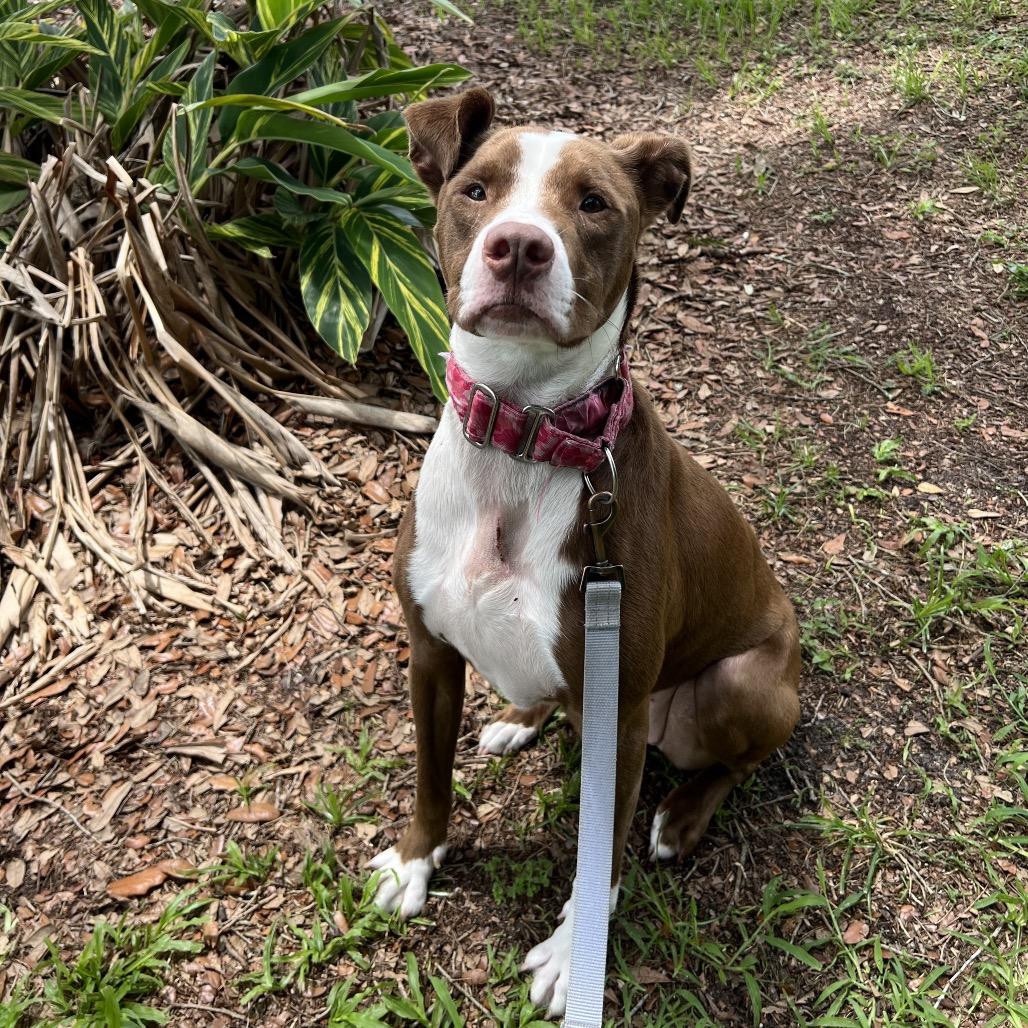 Cutie, a Adoptable Mixed Breed in Jacksonville, FL image 3/6