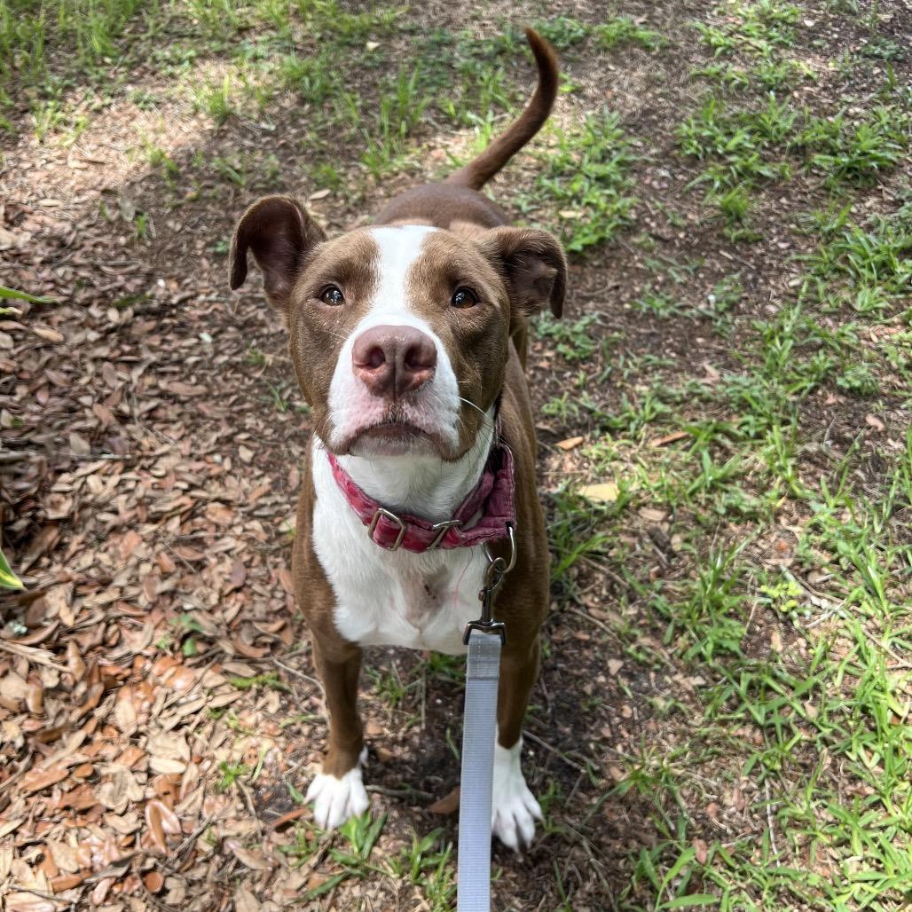 Cutie, a Adoptable Mixed Breed in Jacksonville, FL image 4/6