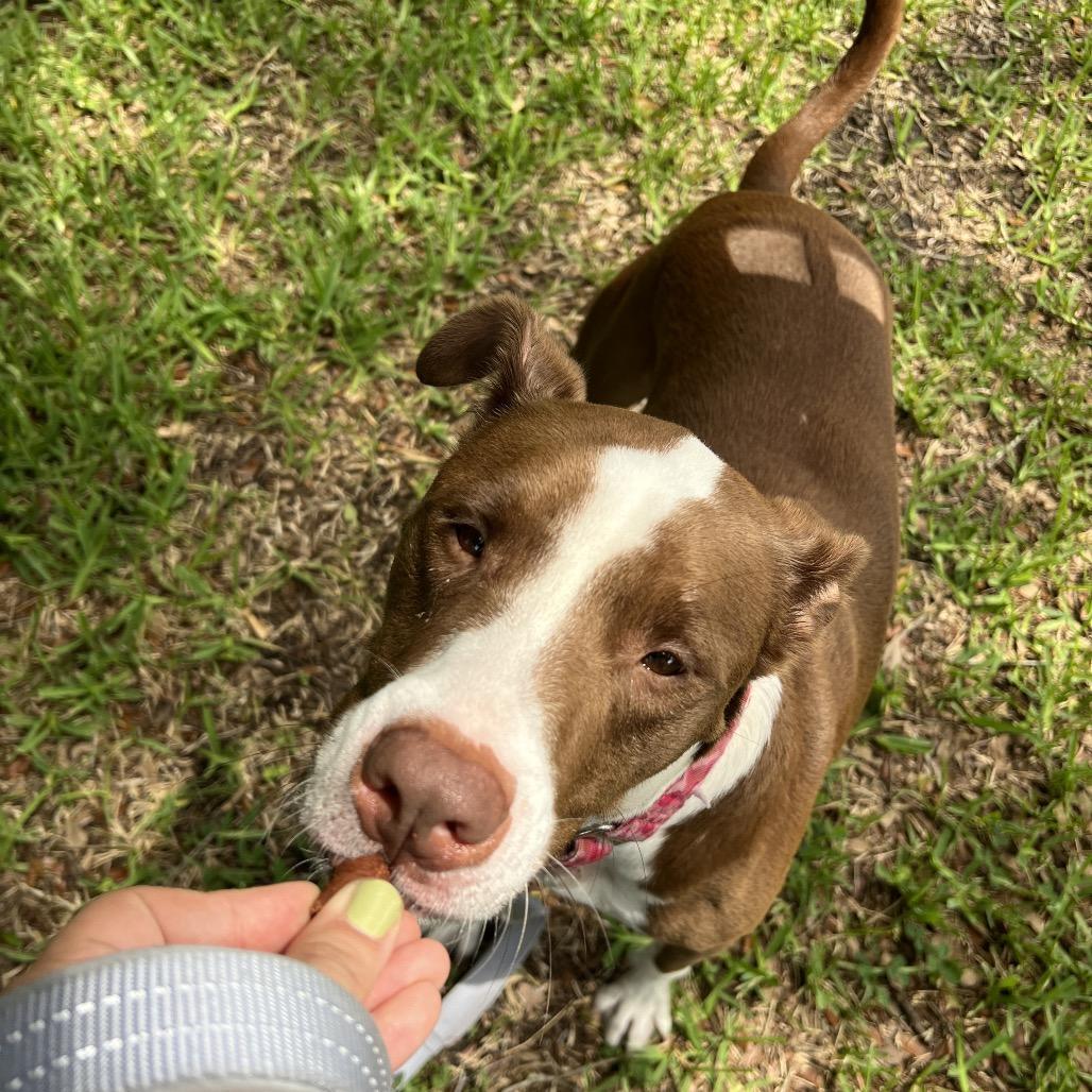 Cutie, a Adoptable Mixed Breed in Jacksonville, FL image 5/6