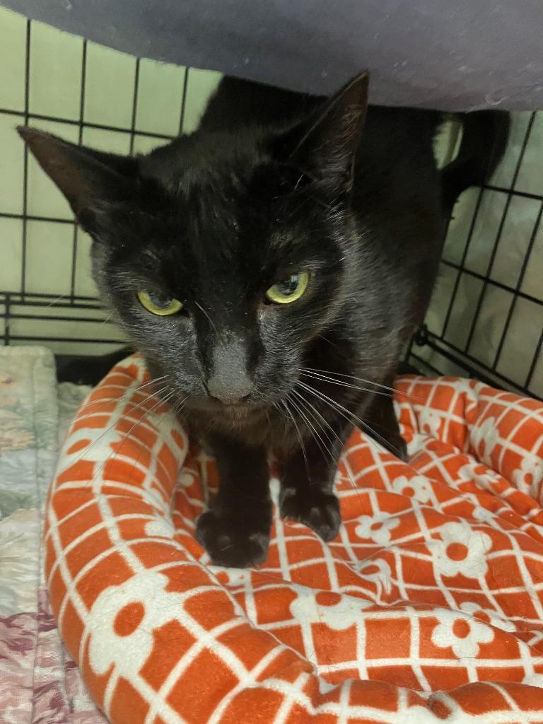 Spanky Boy, Adoptable, Adult Male Domestic Short Hair.