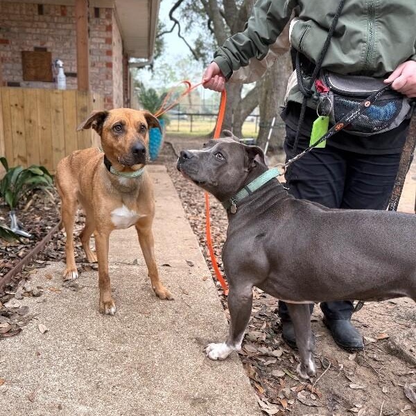 Cassidy Honey — thumbnail 3