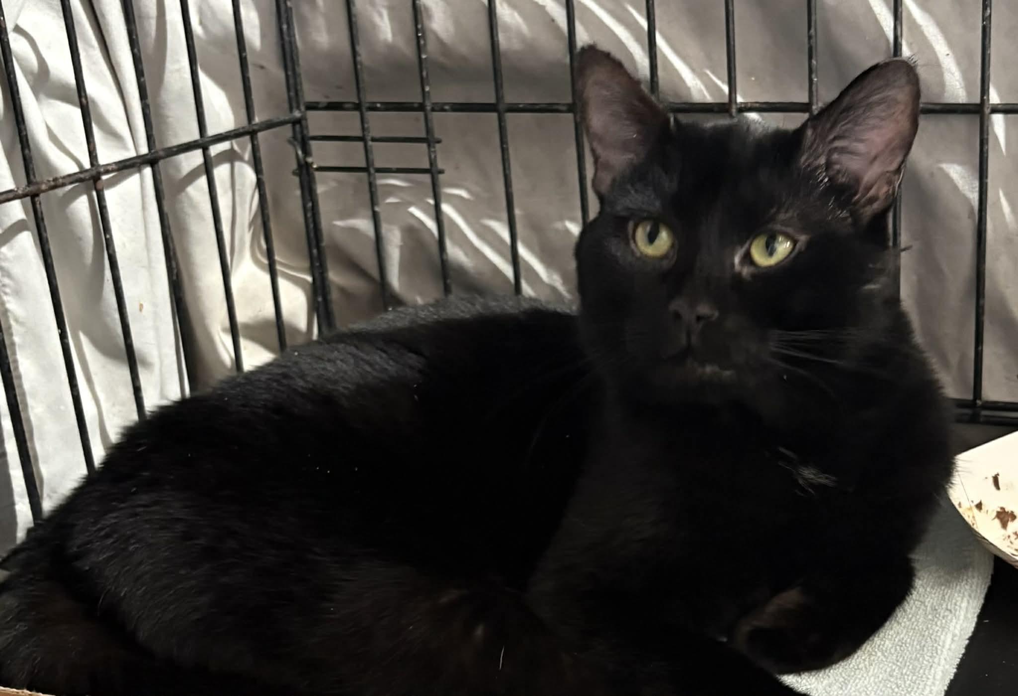 Bruno, ADOPTABLE, Adult Male Domestic Short Hair.