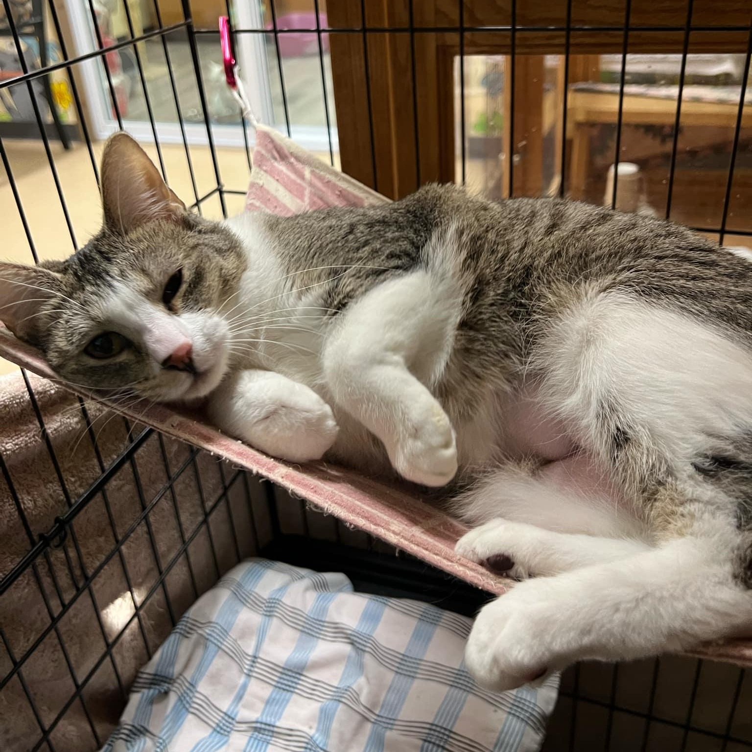 Enlarge Zipper, a ADOPTABLE Domestic Short Hair in Quincy, IL image 4/4