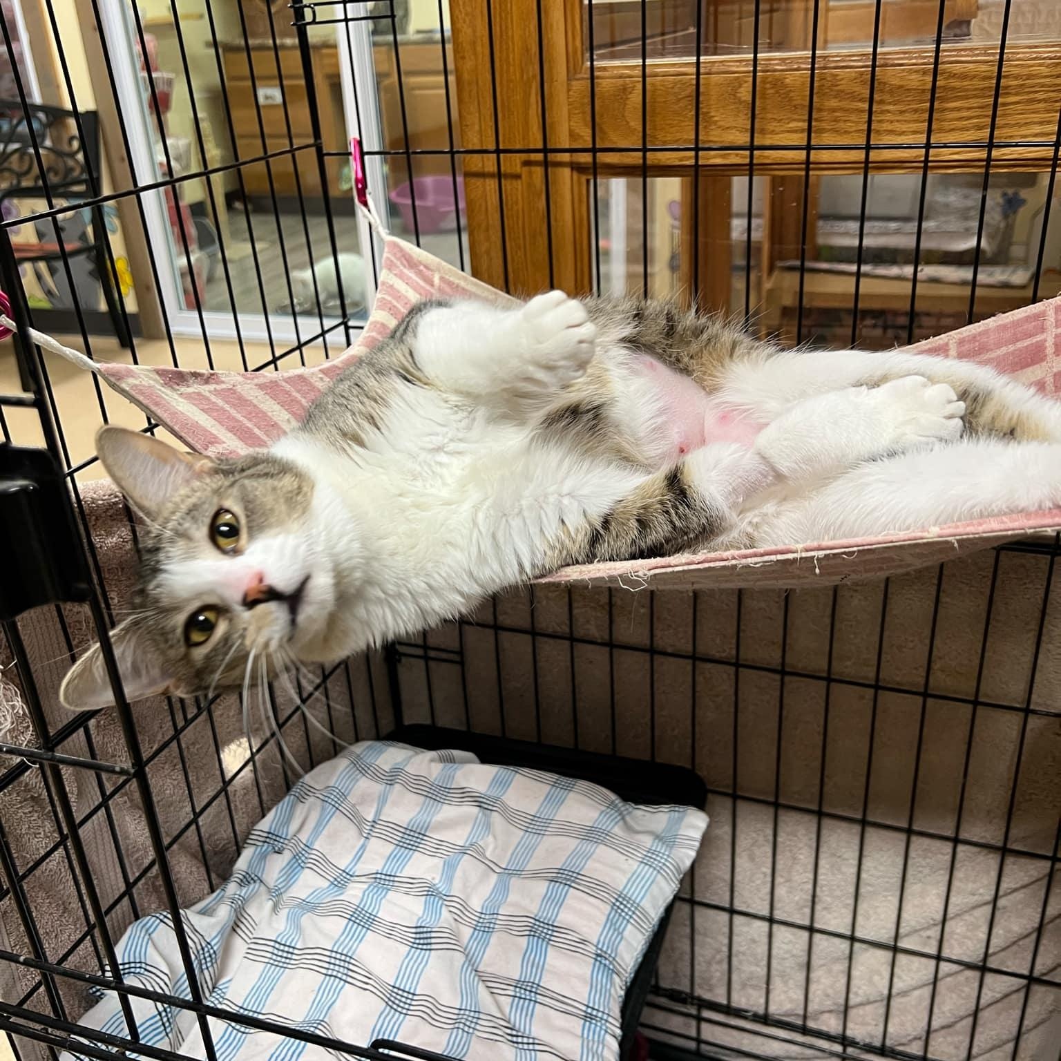 Enlarge Zipper, a ADOPTABLE Domestic Short Hair in Quincy, IL image 3/4