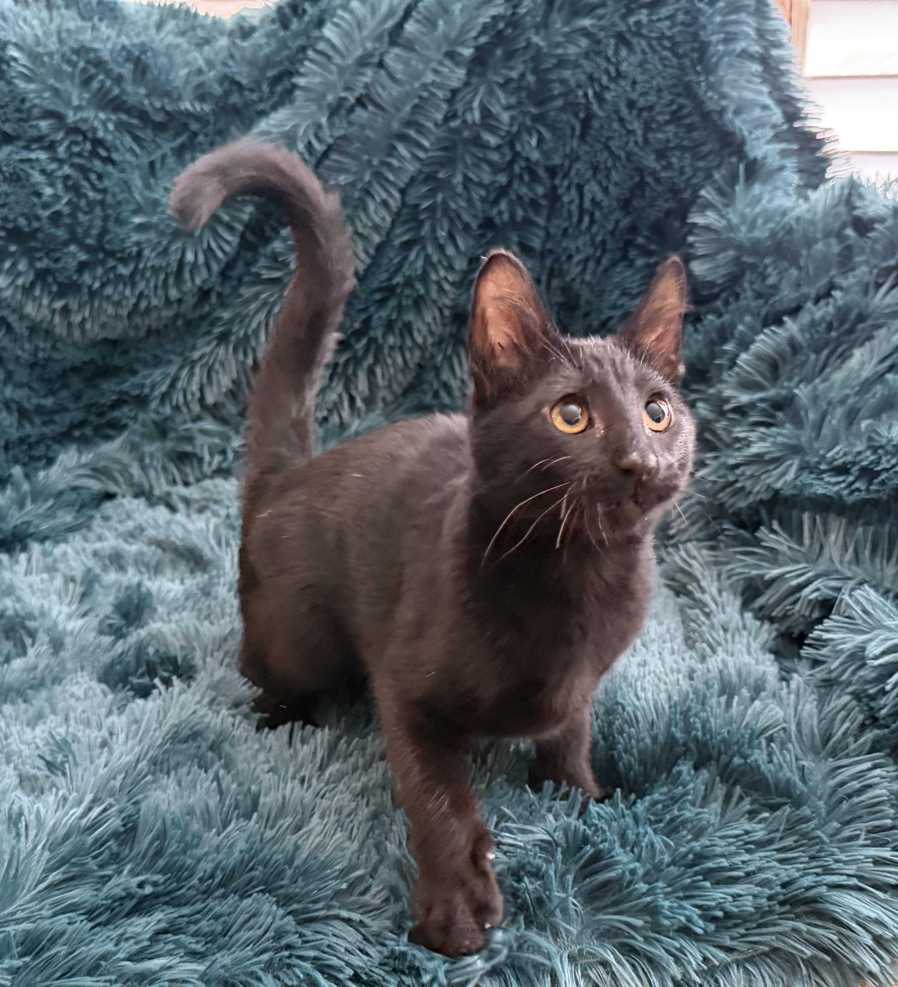 Enlarge BONY MARONIE - EXTRA FUN BOTTLE BABY PLAYBOY, an adopted Domestic Short Hair in Plano, TX image 2/6