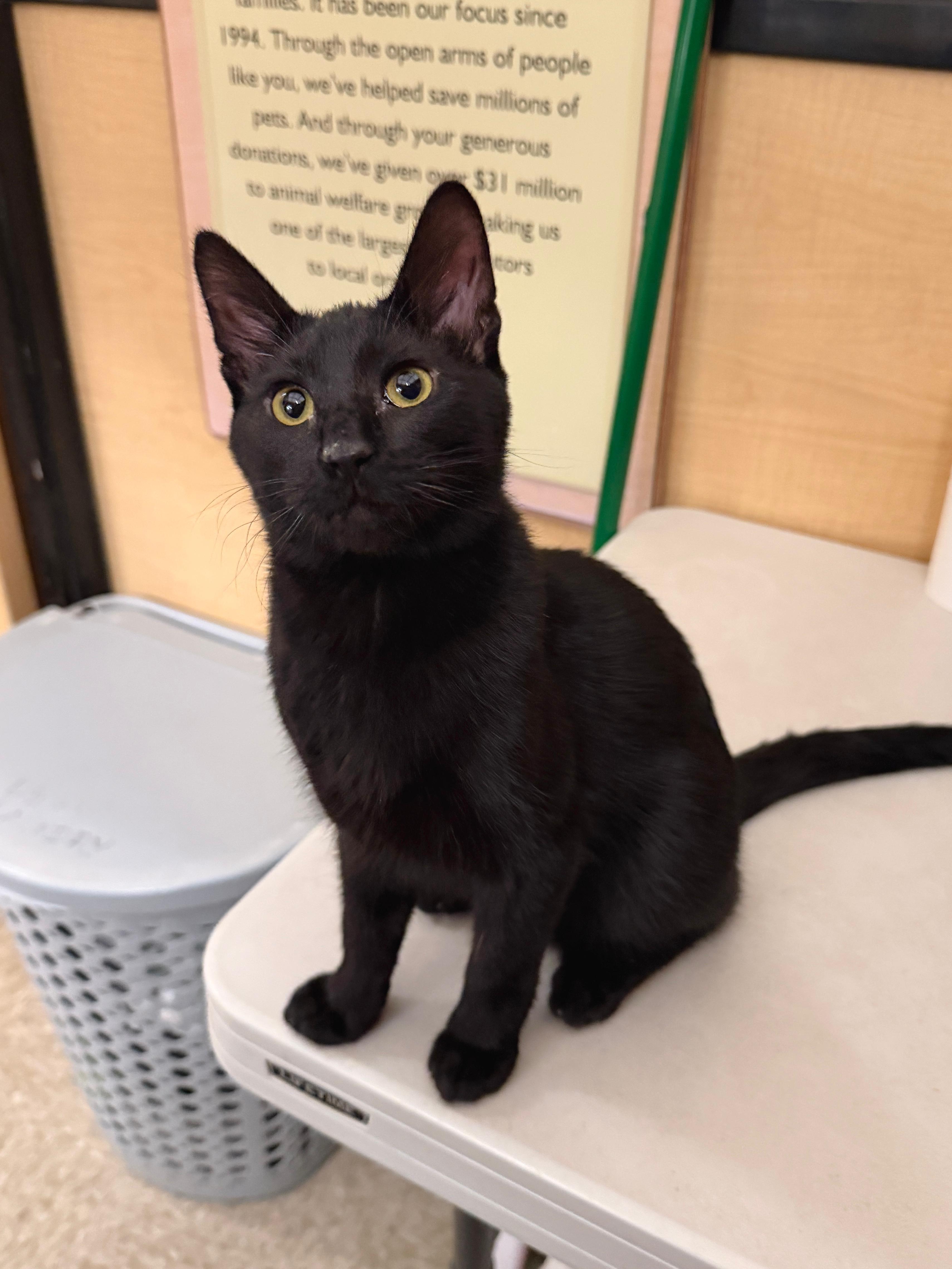 Enlarge BONY MARONIE - EXTRA FUN BOTTLE BABY PLAYBOY, an adopted Domestic Short Hair in Plano, TX image 6/6