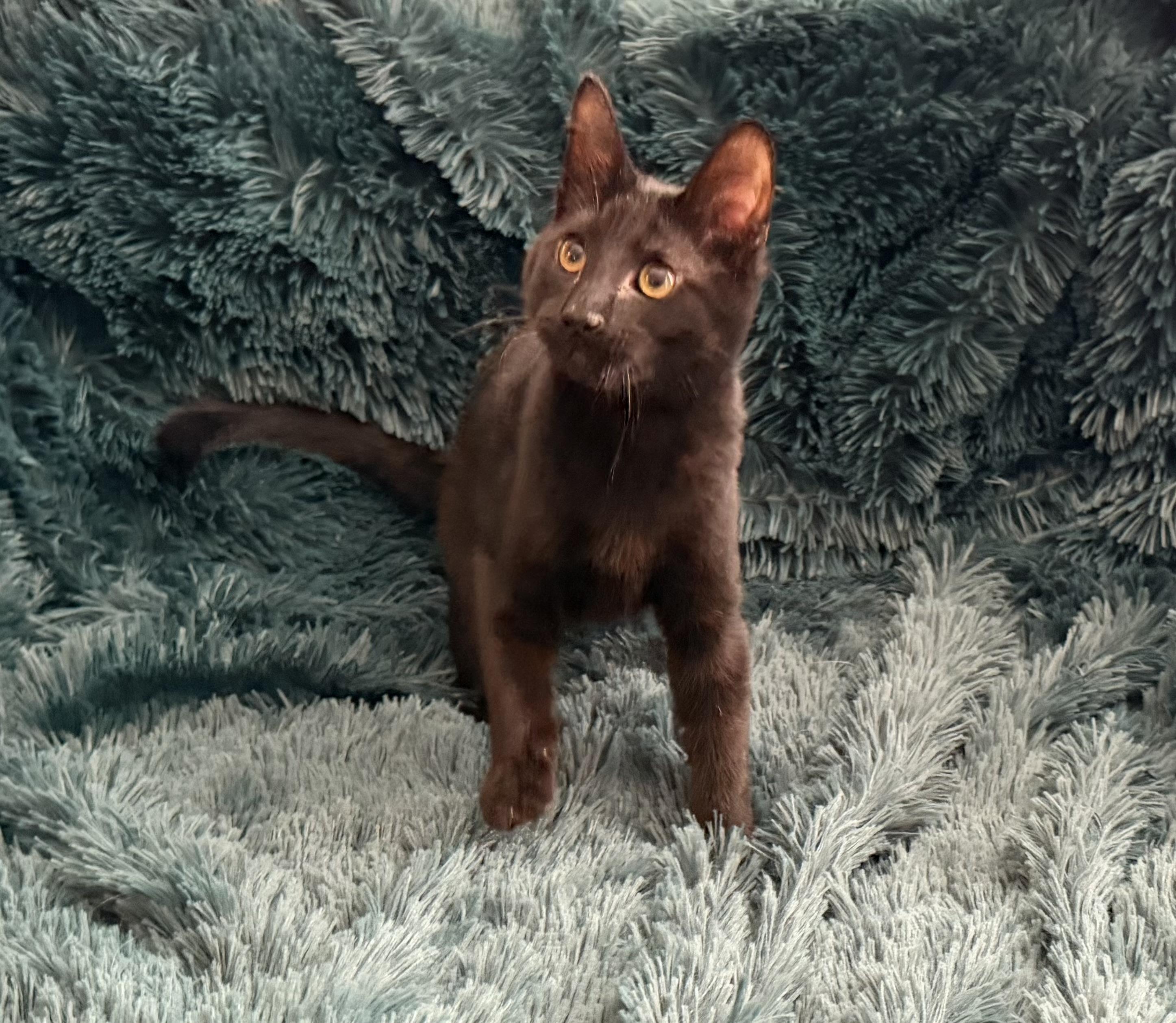 Enlarge BONY MARONIE - EXTRA FUN BOTTLE BABY PLAYBOY, an adopted Domestic Short Hair in Plano, TX image 3/6