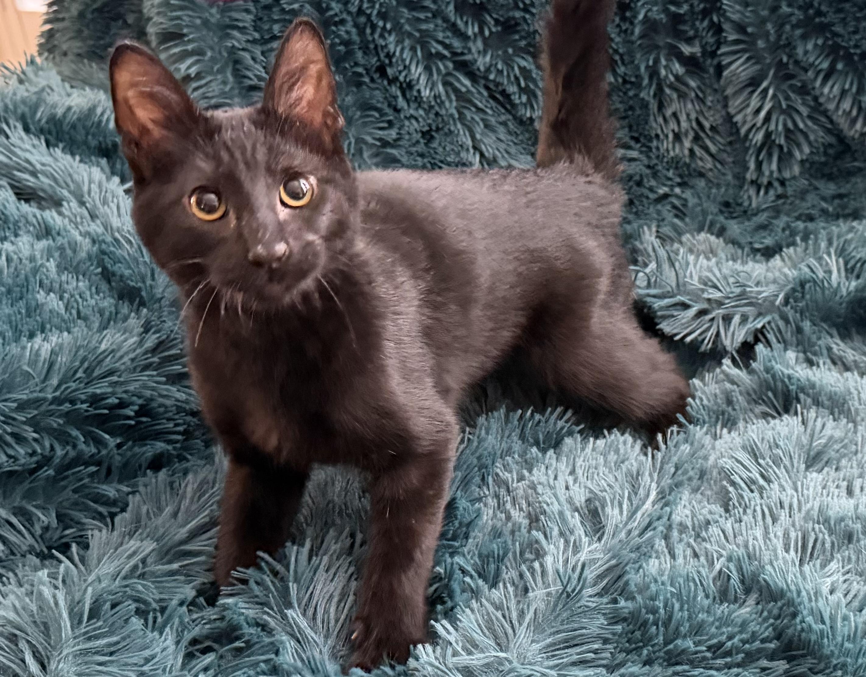 Enlarge BONY MARONIE - EXTRA FUN BOTTLE BABY PLAYBOY, an adopted Domestic Short Hair in Plano, TX image 1/6