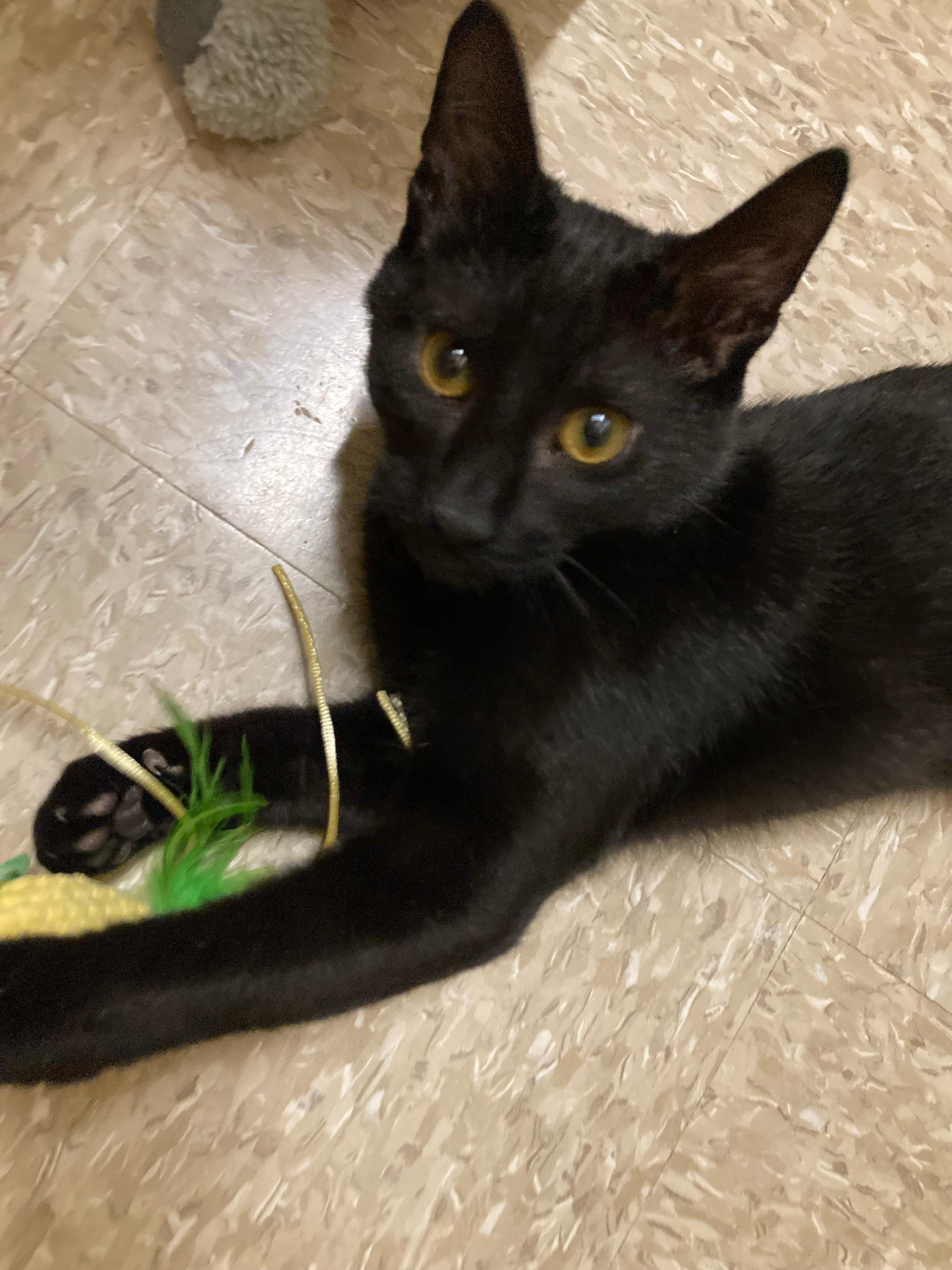 Enlarge BONY MARONIE - EXTRA FUN BOTTLE BABY PLAYBOY, an adopted Domestic Short Hair in Plano, TX image 5/6