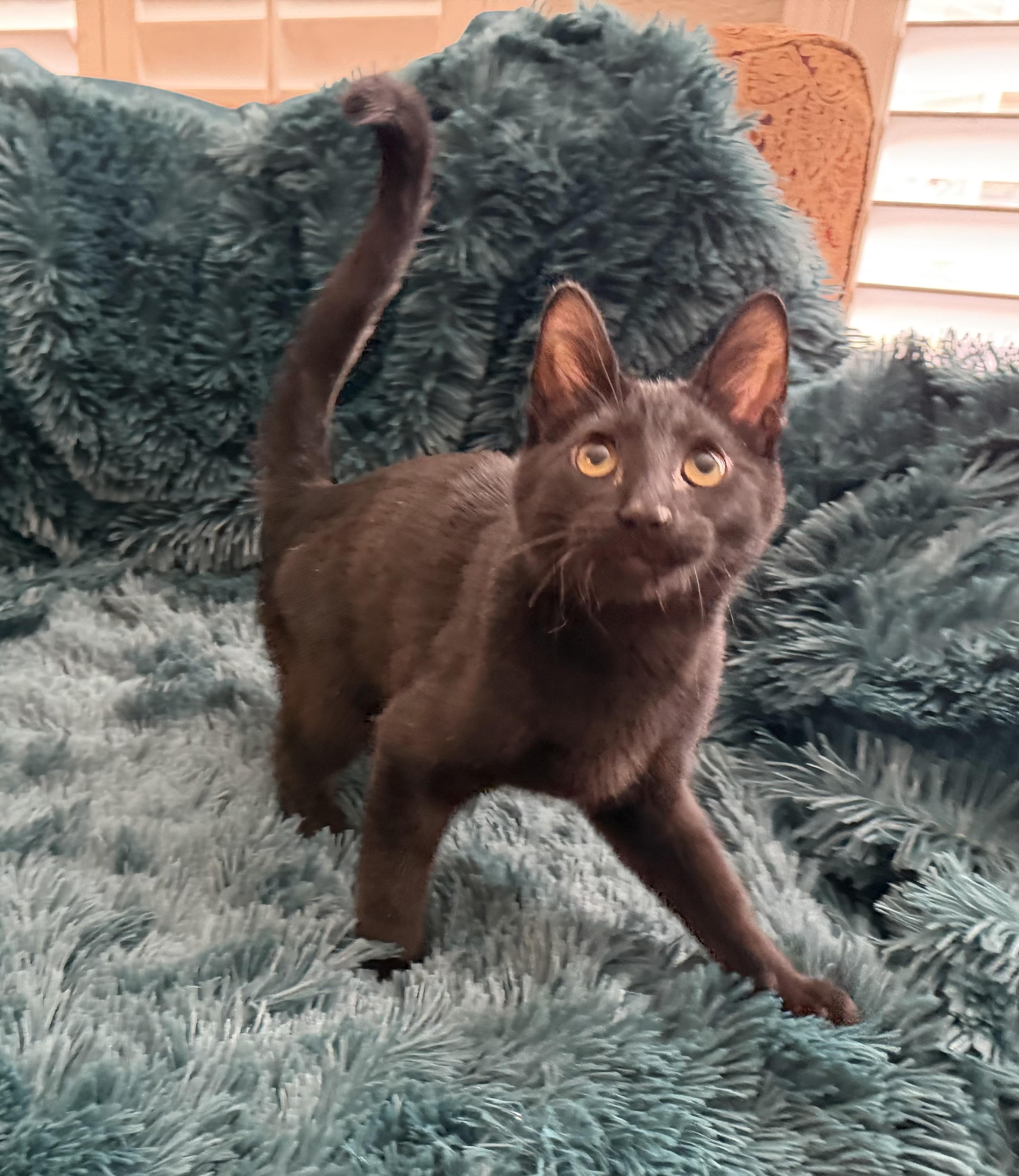 Enlarge BONY MARONIE - EXTRA FUN BOTTLE BABY PLAYBOY, an adopted Domestic Short Hair in Plano, TX image 4/6