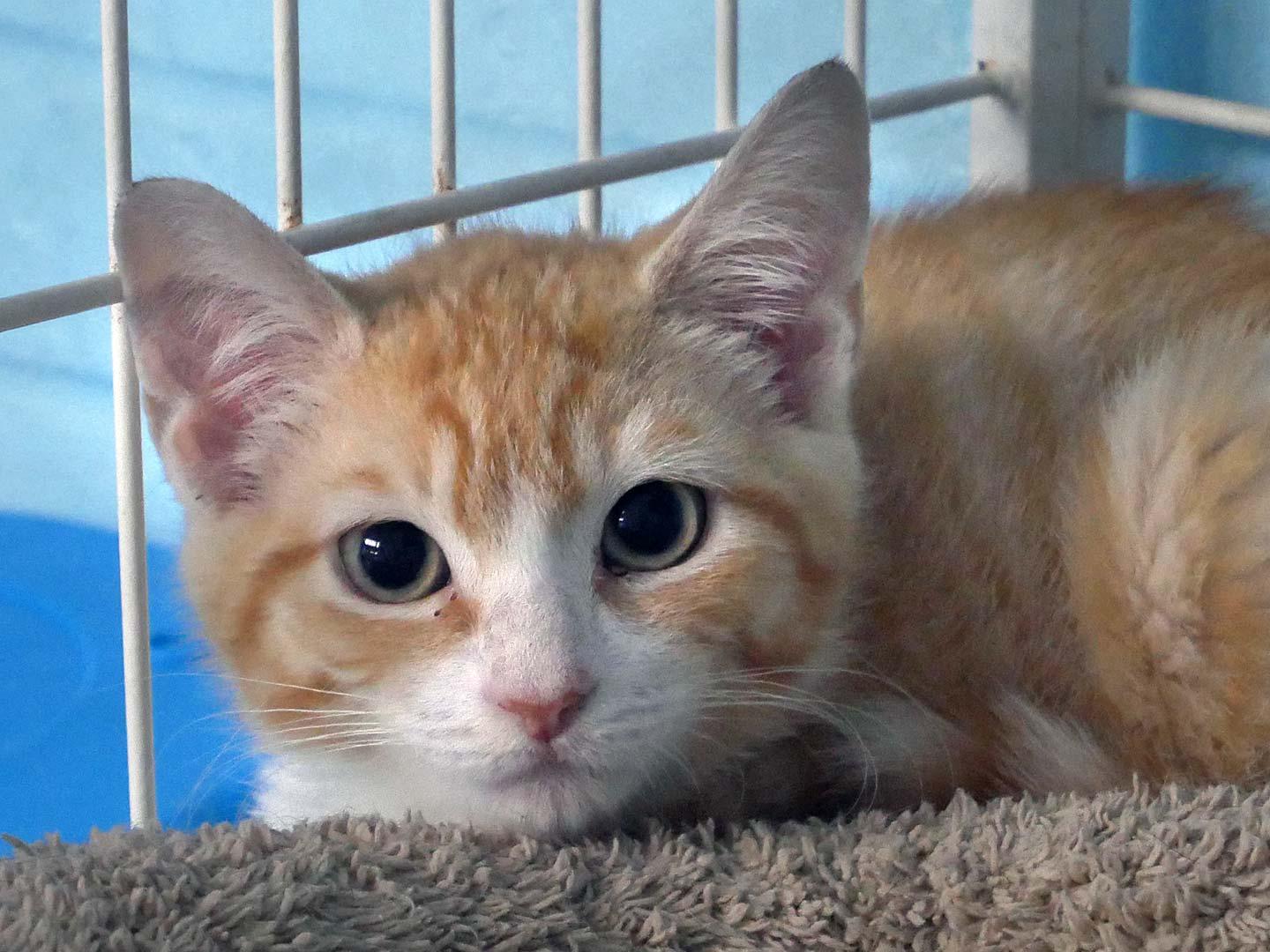 Enlarge Ray Ray, a ADOPTABLE Domestic Short Hair in Bloomingdale, NJ image 4/5