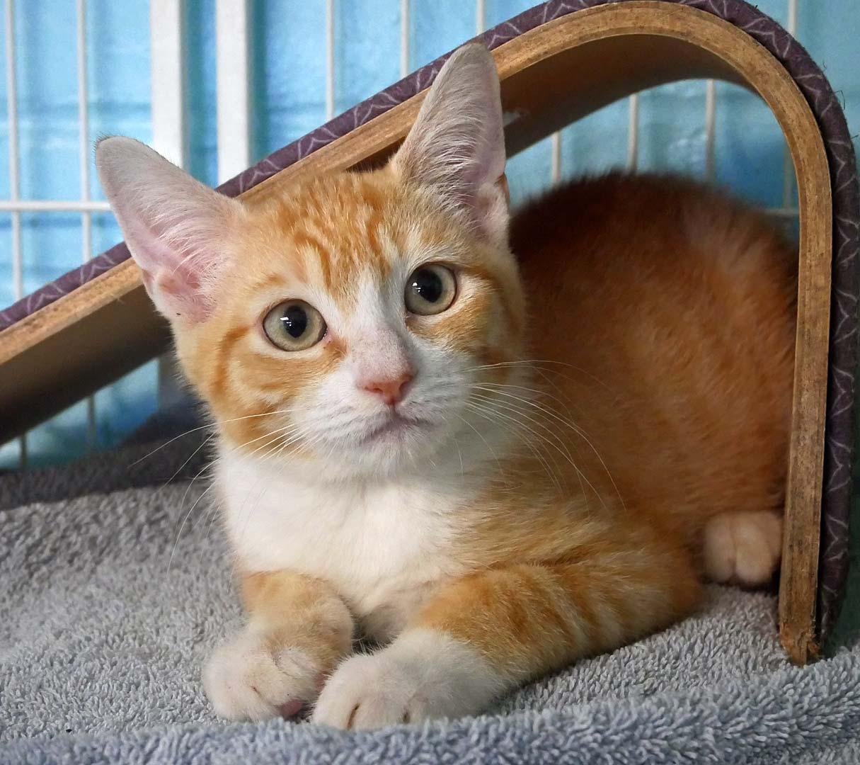 Ray Ray, ADOPTABLE, Kitten Male Domestic Short Hair.