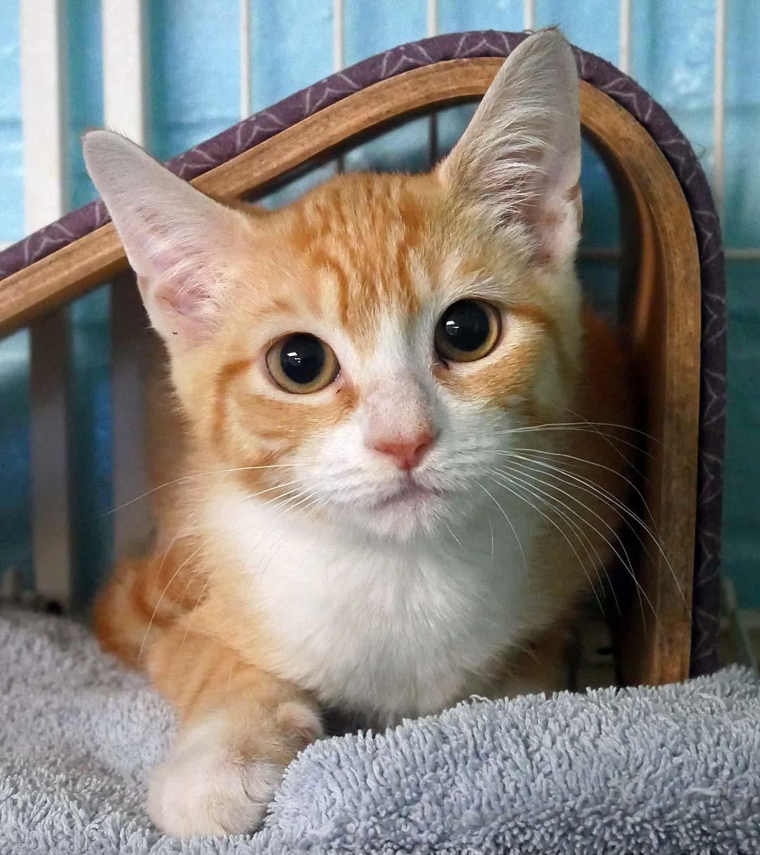 Enlarge Ray Ray, a ADOPTABLE Domestic Short Hair in Bloomingdale, NJ image 2/5