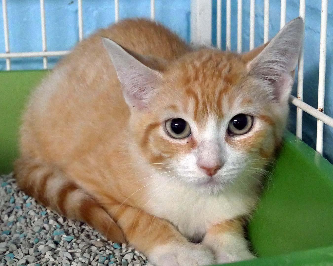 Enlarge Ray Ray, a ADOPTABLE Domestic Short Hair in Bloomingdale, NJ image 5/5