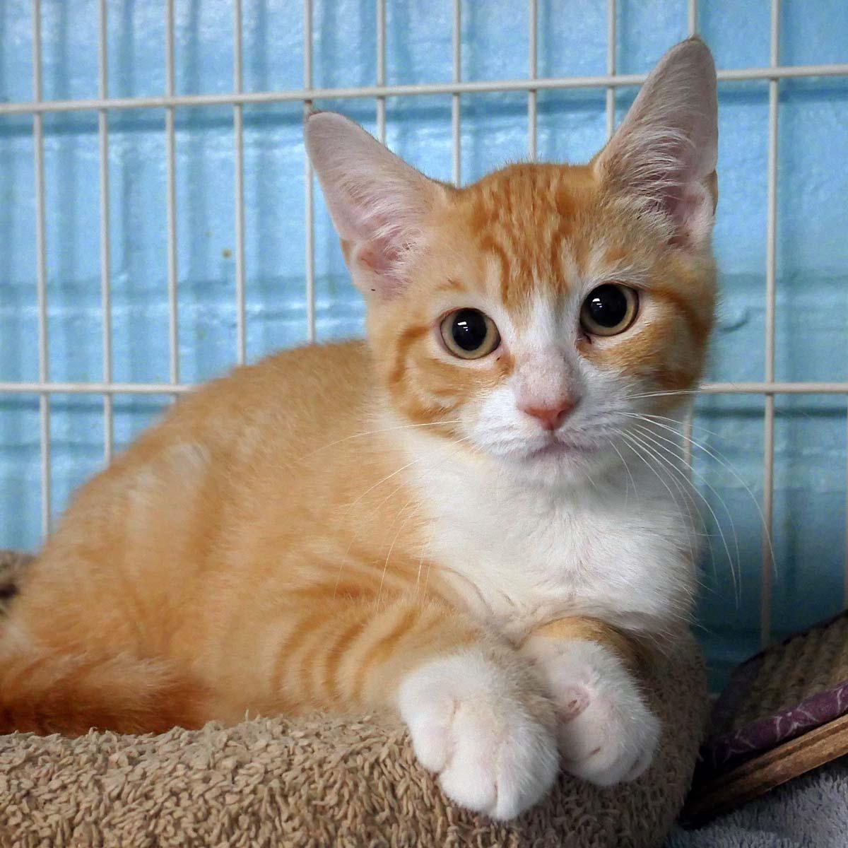 Enlarge Ray Ray, a ADOPTABLE Domestic Short Hair in Bloomingdale, NJ image 3/5