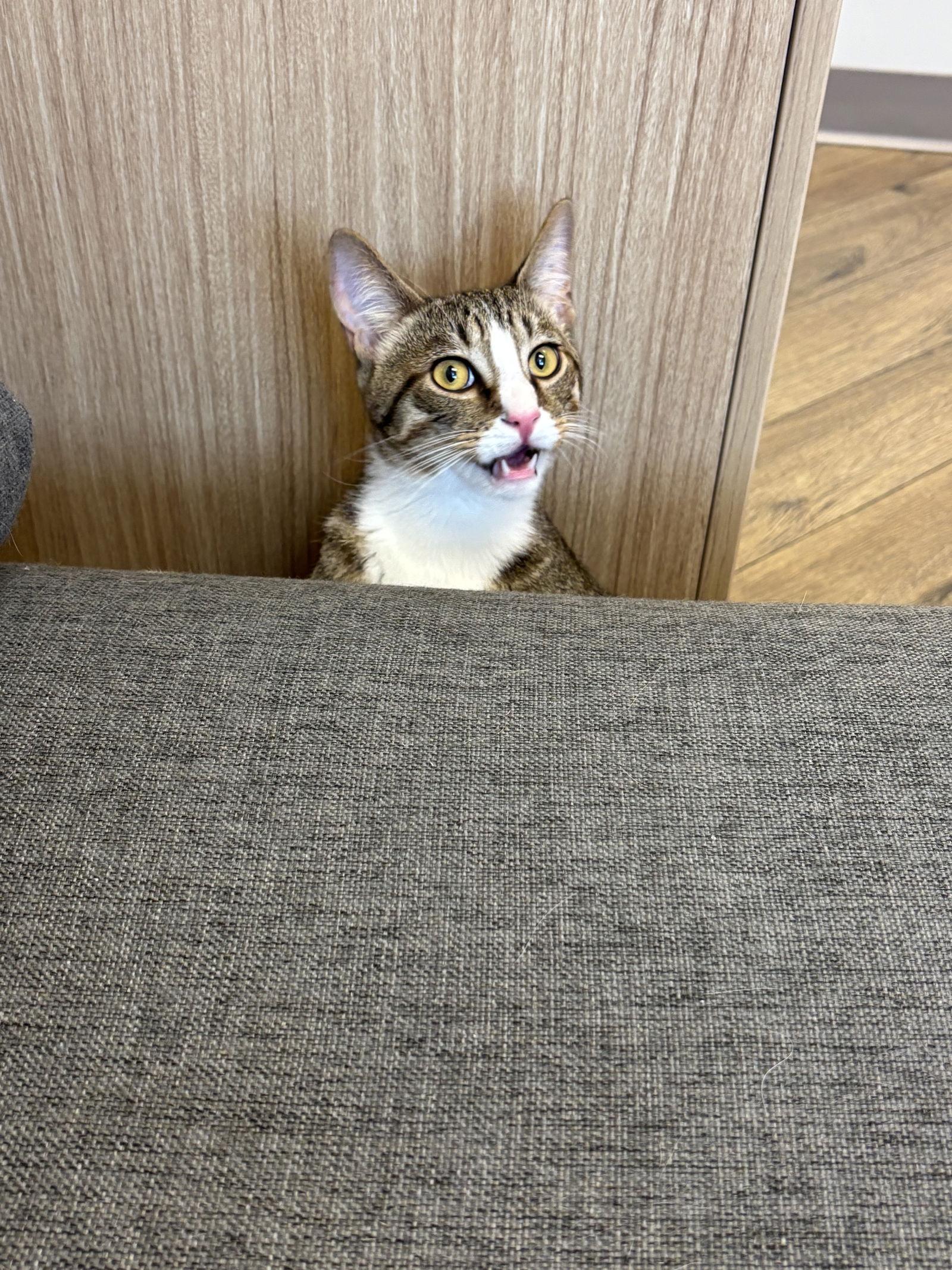 Enlarge Koda, a Adopted Domestic Short Hair in Canal Winchester, OH image 1/3