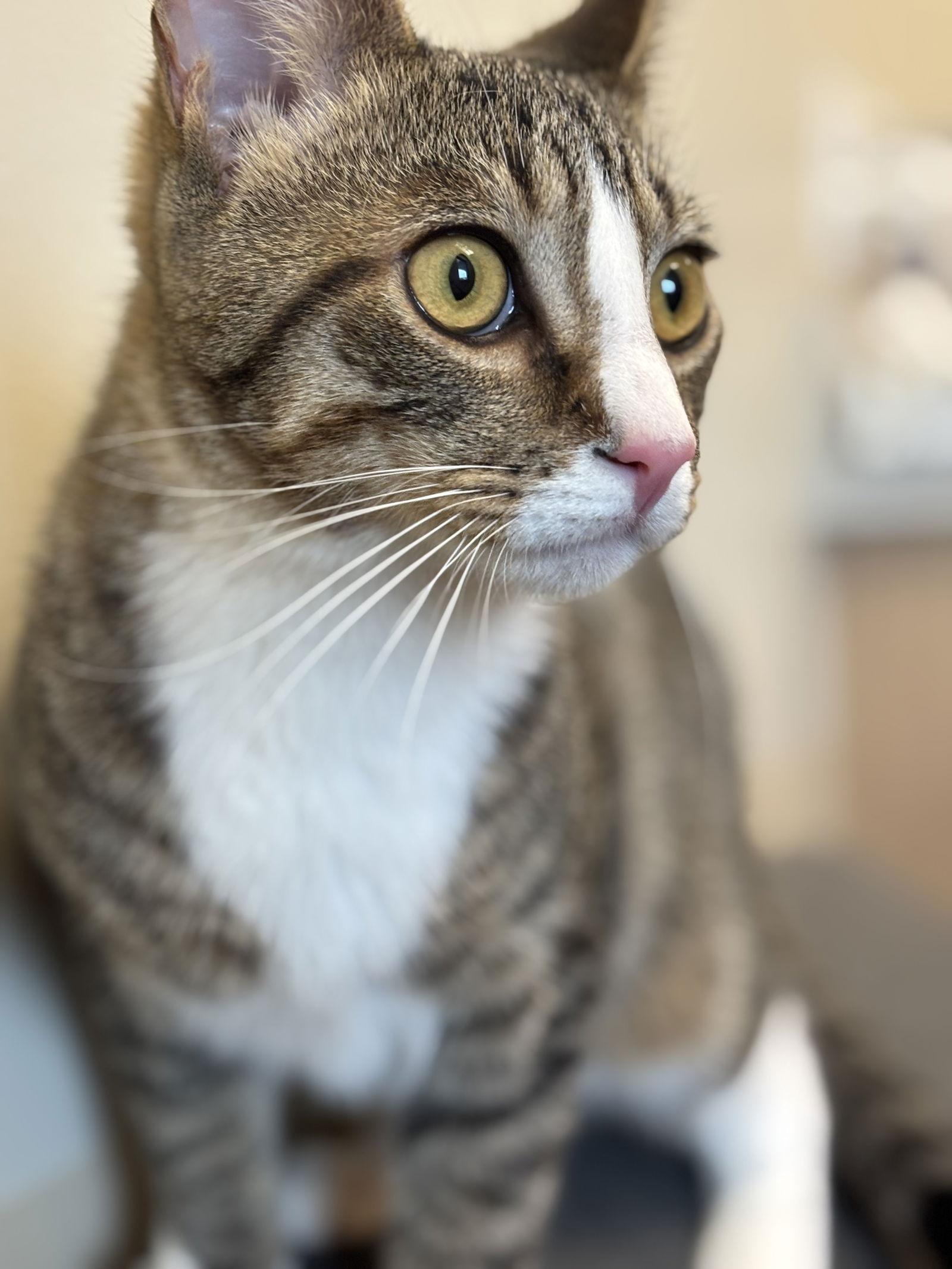 Enlarge Koda, a Adopted Domestic Short Hair in Canal Winchester, OH image 2/3