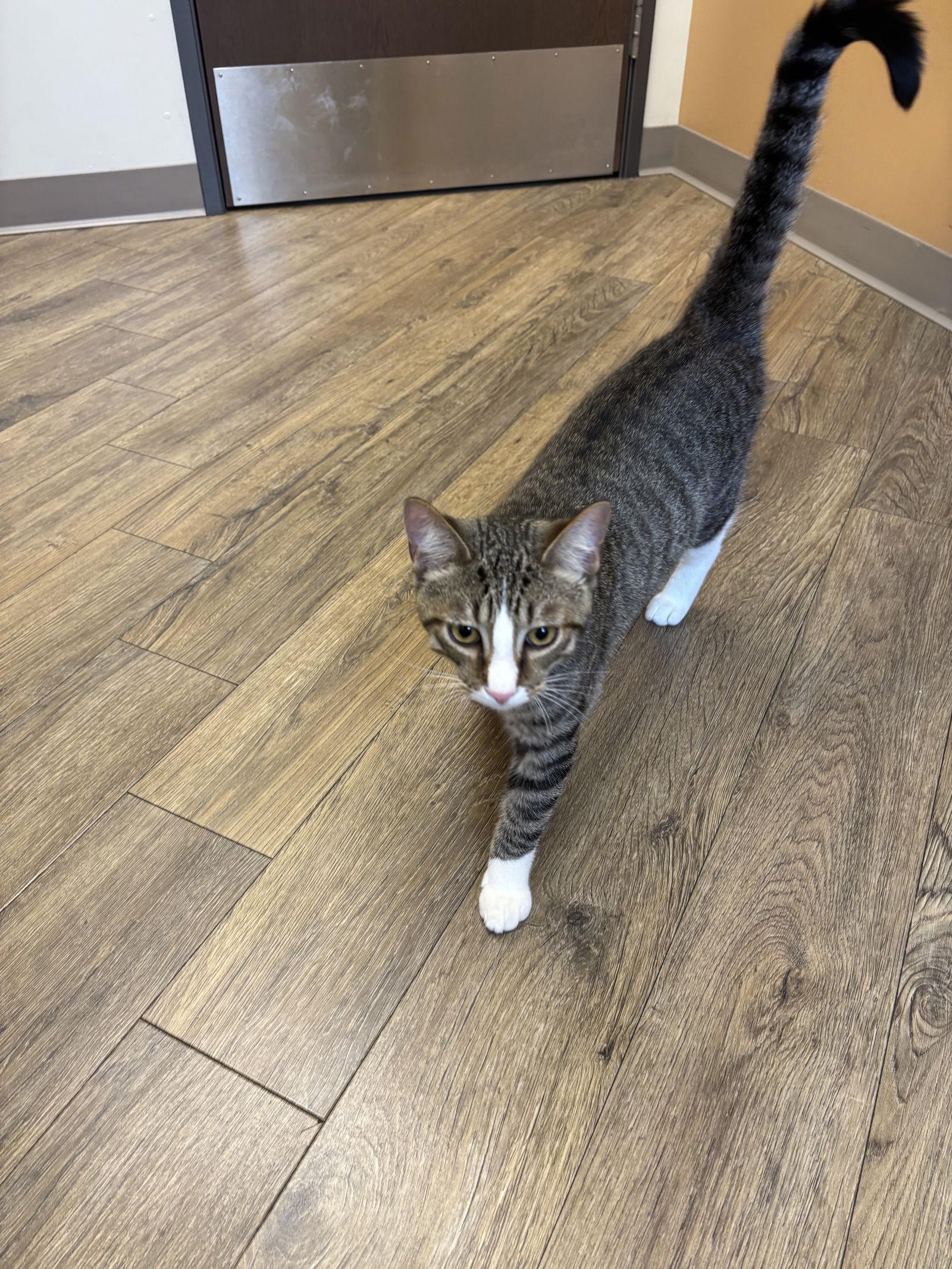 Enlarge Koda, a Adopted Domestic Short Hair in Canal Winchester, OH image 3/3