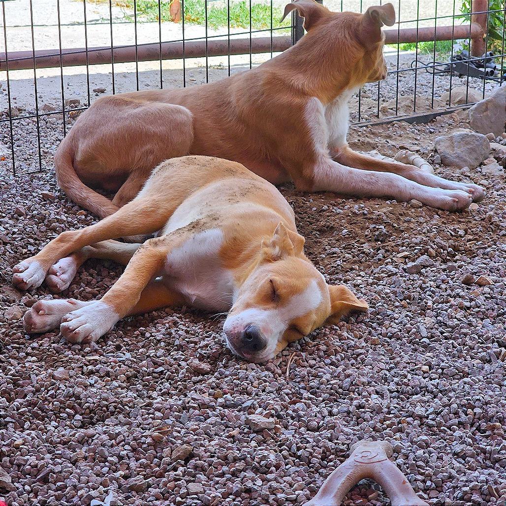 Enlarge Dennis, a Adoptable Mixed Breed in Mount Shasta, CA image 2/6