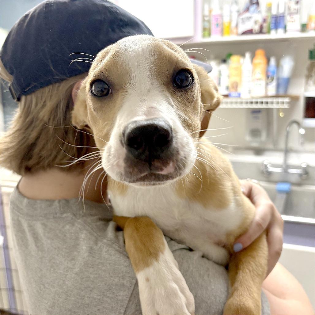 Enlarge Dennis, a Adoptable Mixed Breed in Mount Shasta, CA image 4/6