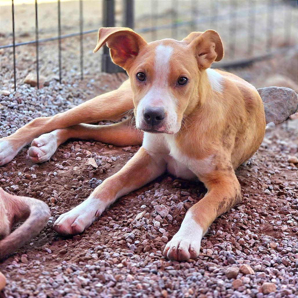 Enlarge Dennis, a Adoptable Mixed Breed in Mount Shasta, CA image 5/6