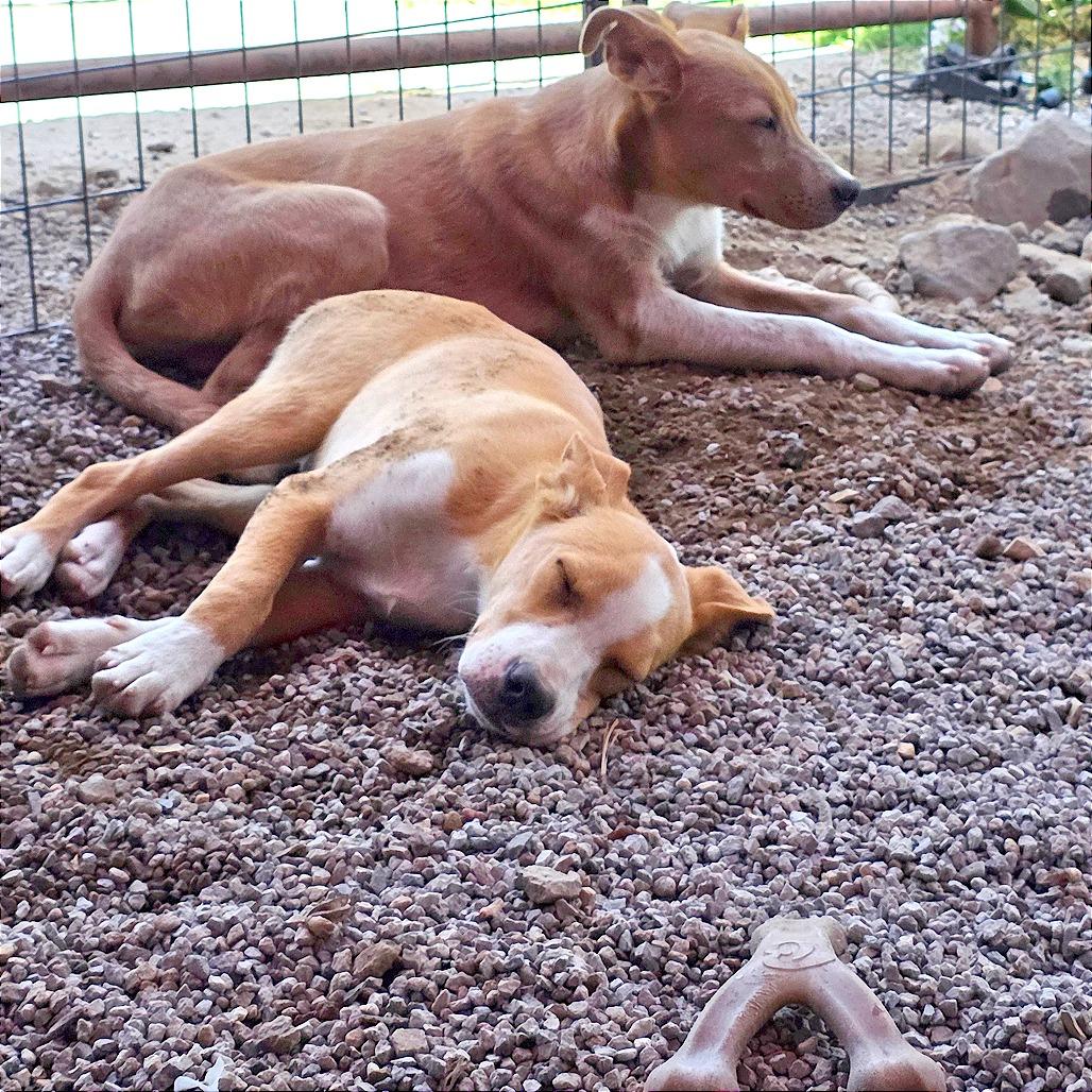 Enlarge Dennis, a Adoptable Mixed Breed in Mount Shasta, CA image 6/6