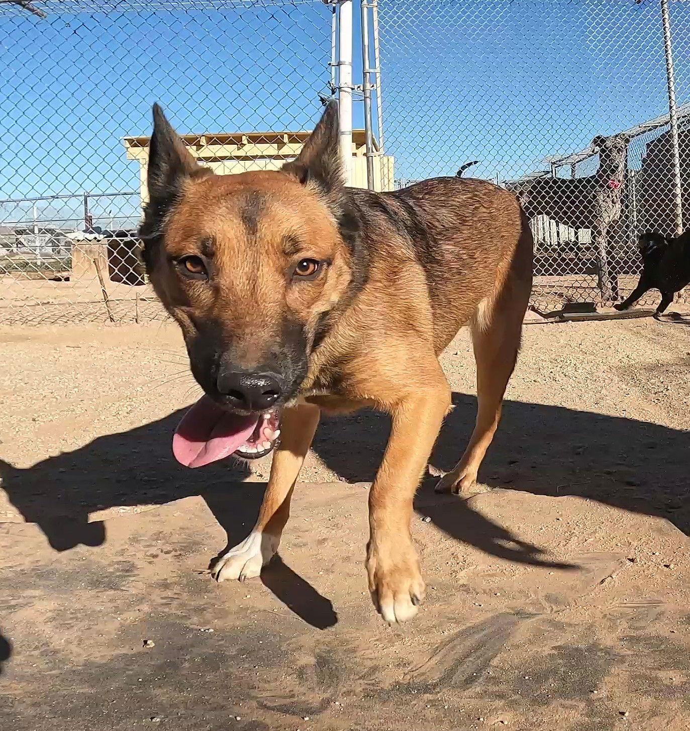 Enlarge Holly, a Adoptable Shepherd in Queen Creek, AZ image 1/3