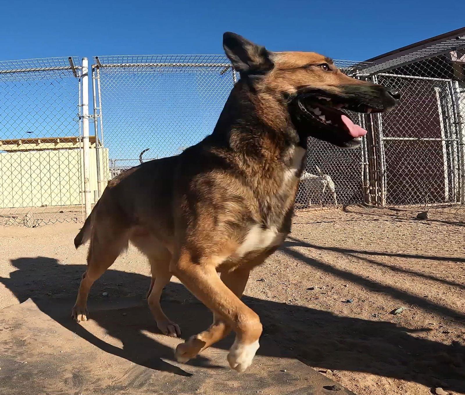 Enlarge Holly, a Adoptable Shepherd in Queen Creek, AZ image 2/3