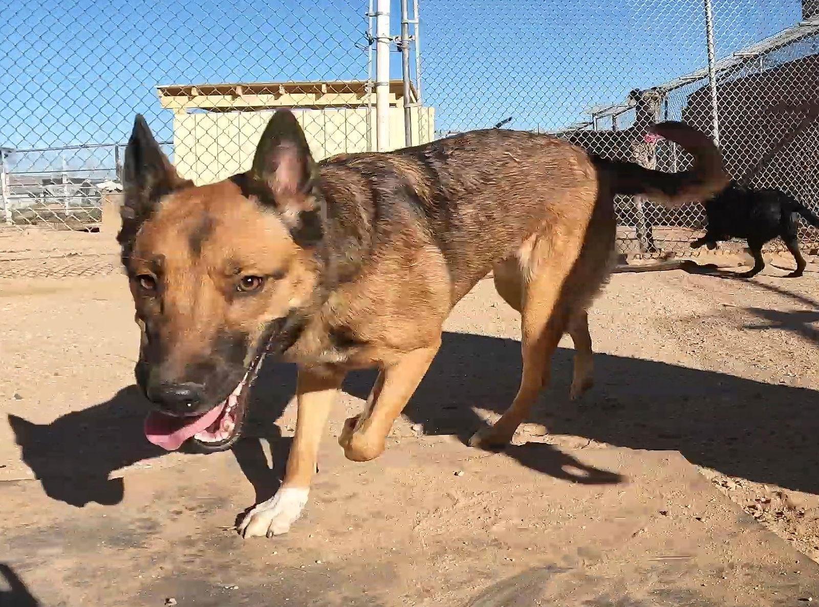 Enlarge Holly, a Adoptable Shepherd in Queen Creek, AZ image 3/3