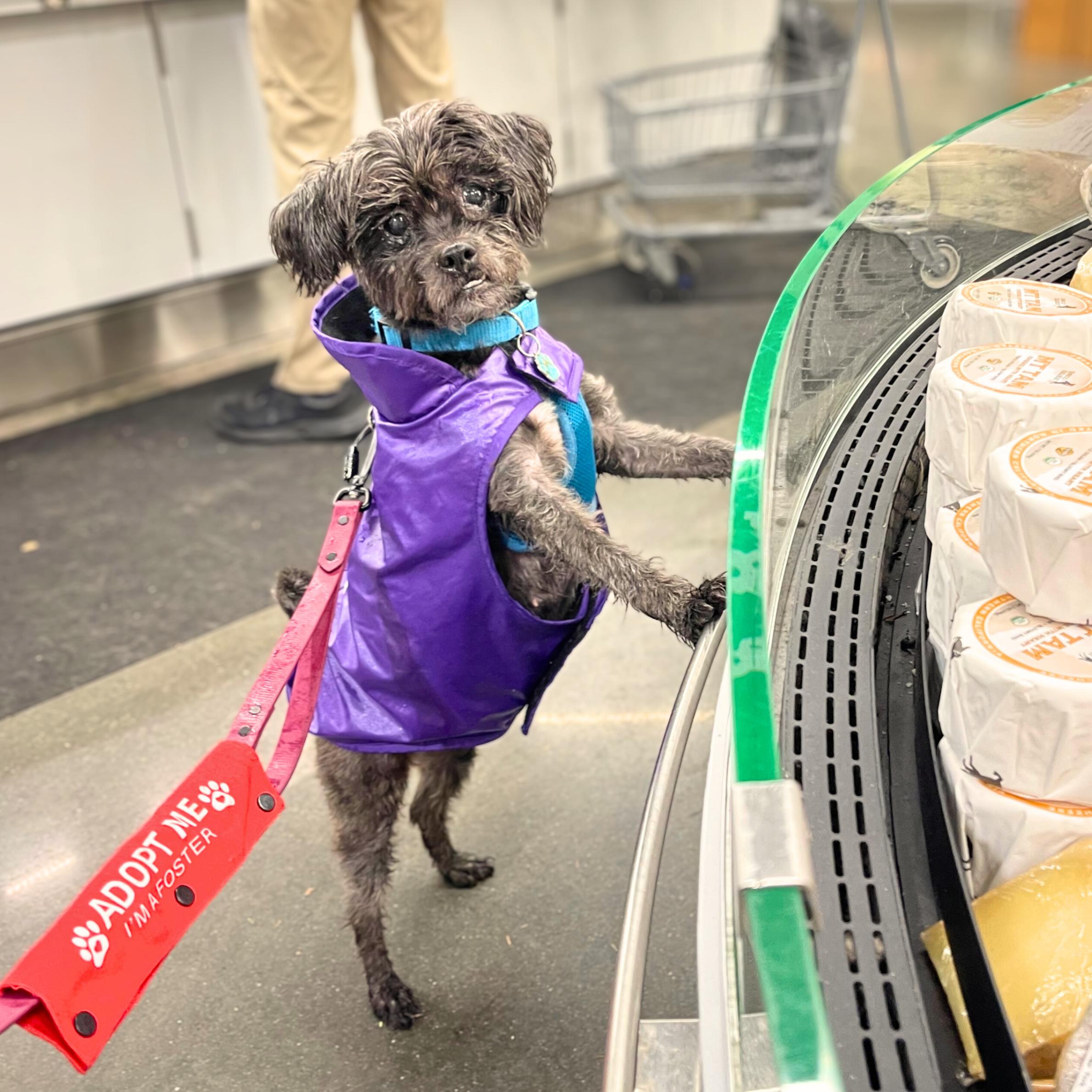 Enlarge Pine Cone, a ADOPTABLE mixed breed in New York, NY image 2/6