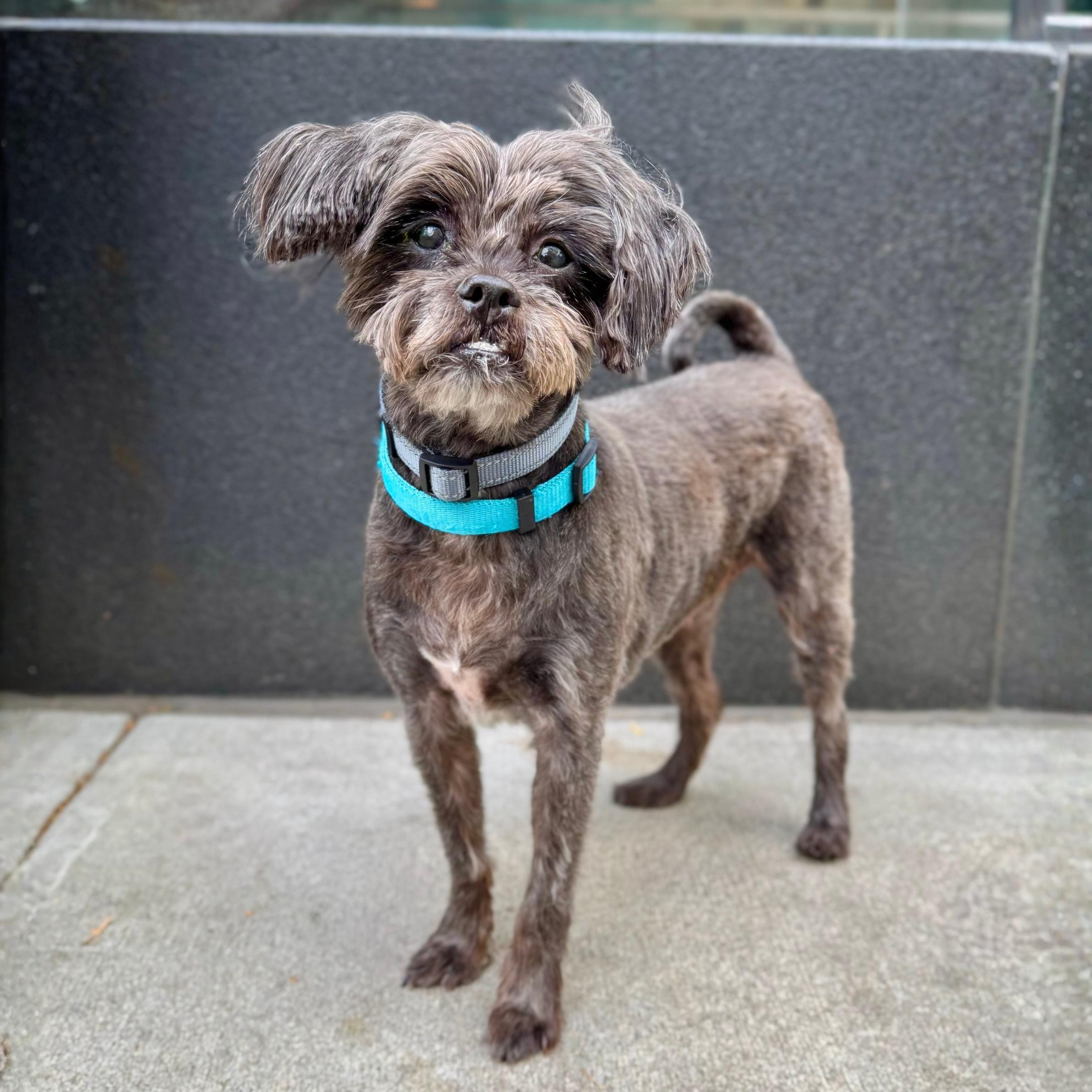 Enlarge Pine Cone, a ADOPTABLE mixed breed in New York, NY image 3/6