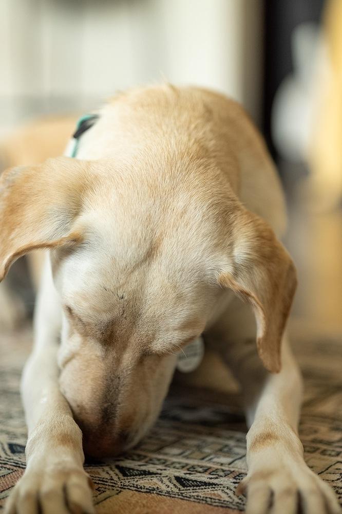 Pamela, Adoptable, Adult Female Labrador Retriever.