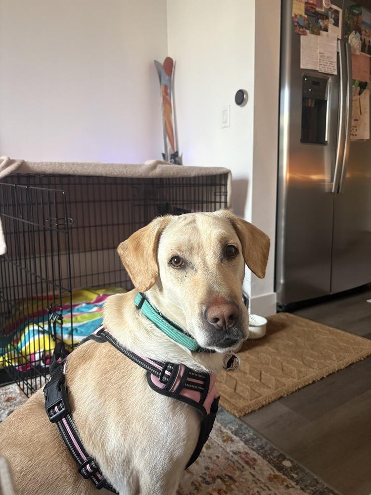 Pamela, a Adoptable mixed breed in Denver, CO image 1/6