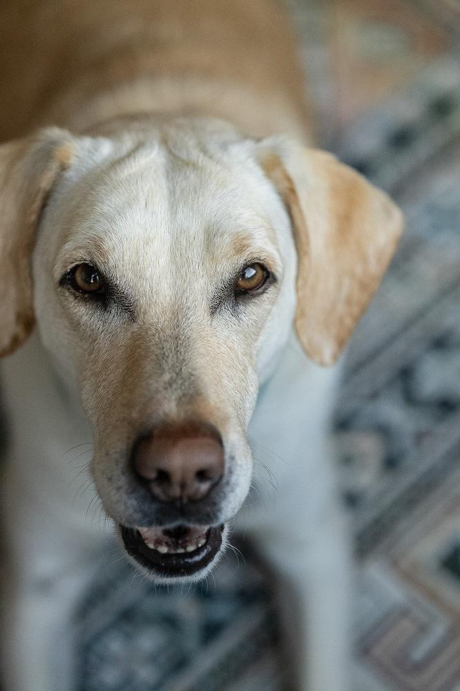 Pamela, Adoptable, Adult Female Labrador Retriever.