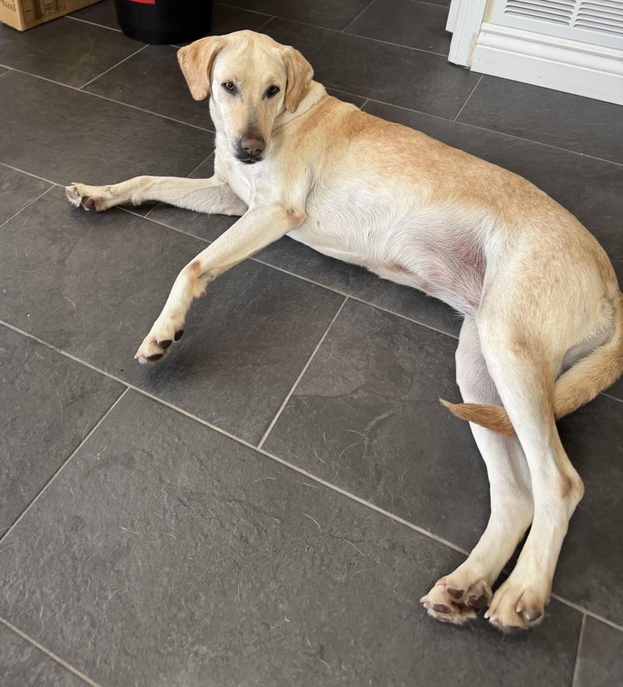 Pamela, Adoptable, Adult Female Labrador Retriever.