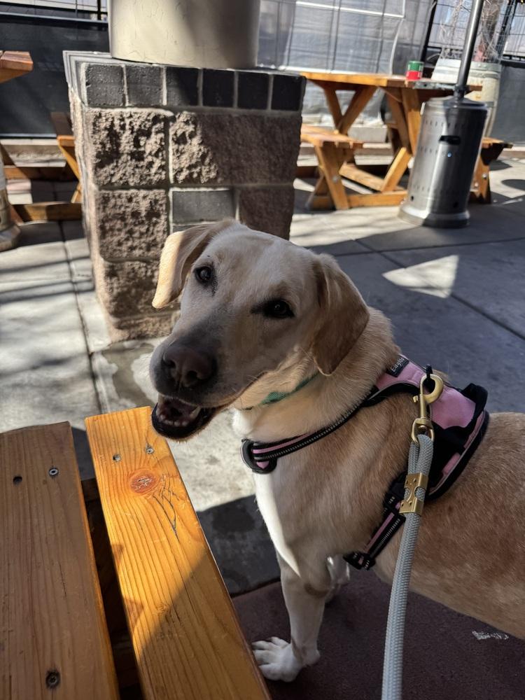 Enlarge Pamela, a Adoptable mixed breed in Denver, CO image 2/4