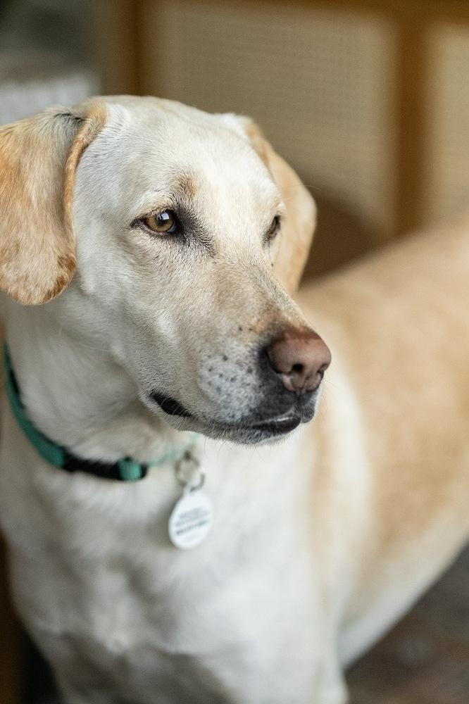 Pamela, a Adoptable mixed breed in Denver, CO image 4/6