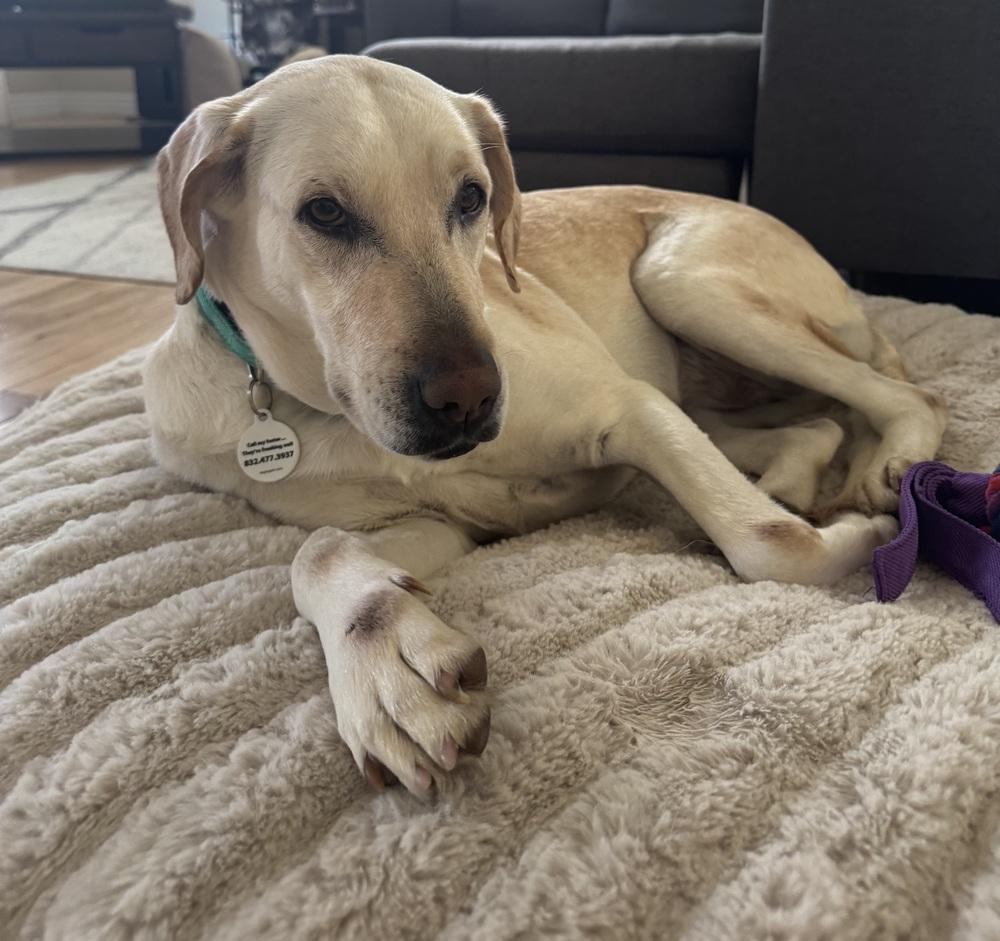 Enlarge Pamela, a Adoptable mixed breed in Denver, CO image 3/4