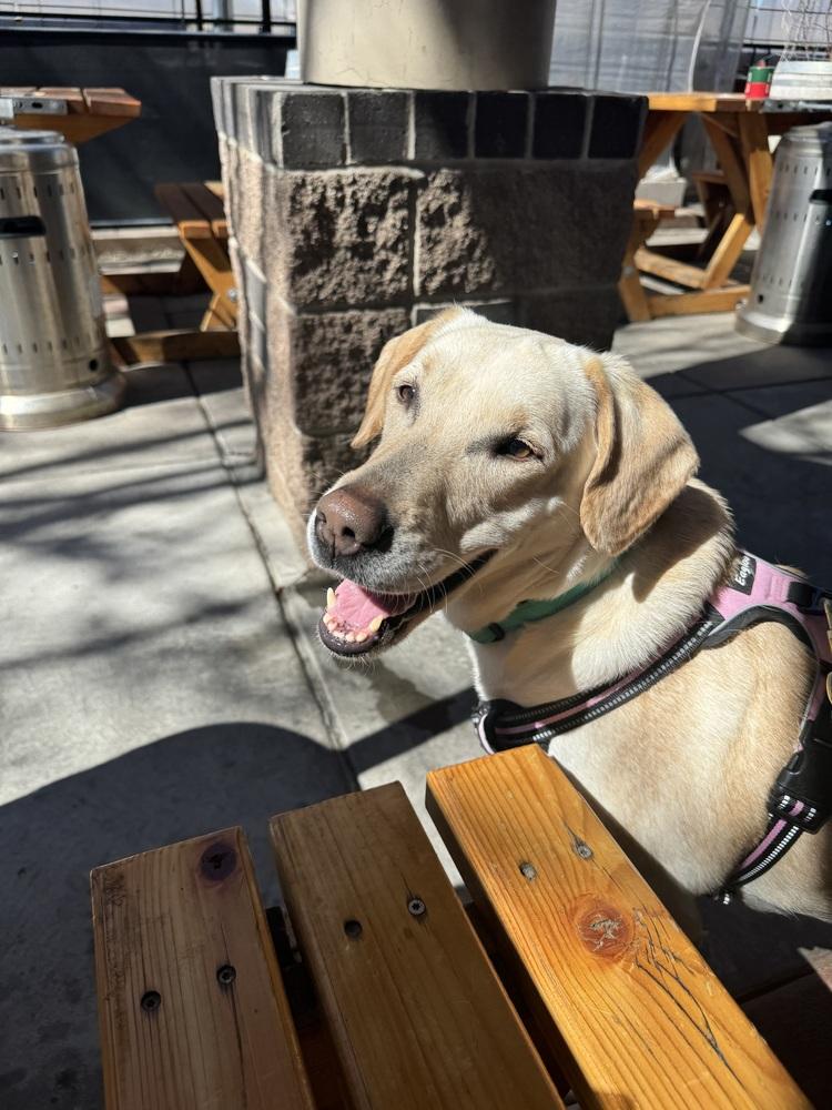 Enlarge Pamela, a Adoptable mixed breed in Denver, CO image 4/4