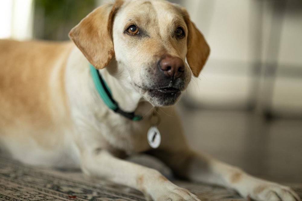 Pamela, a Adoptable mixed breed in Denver, CO image 6/6