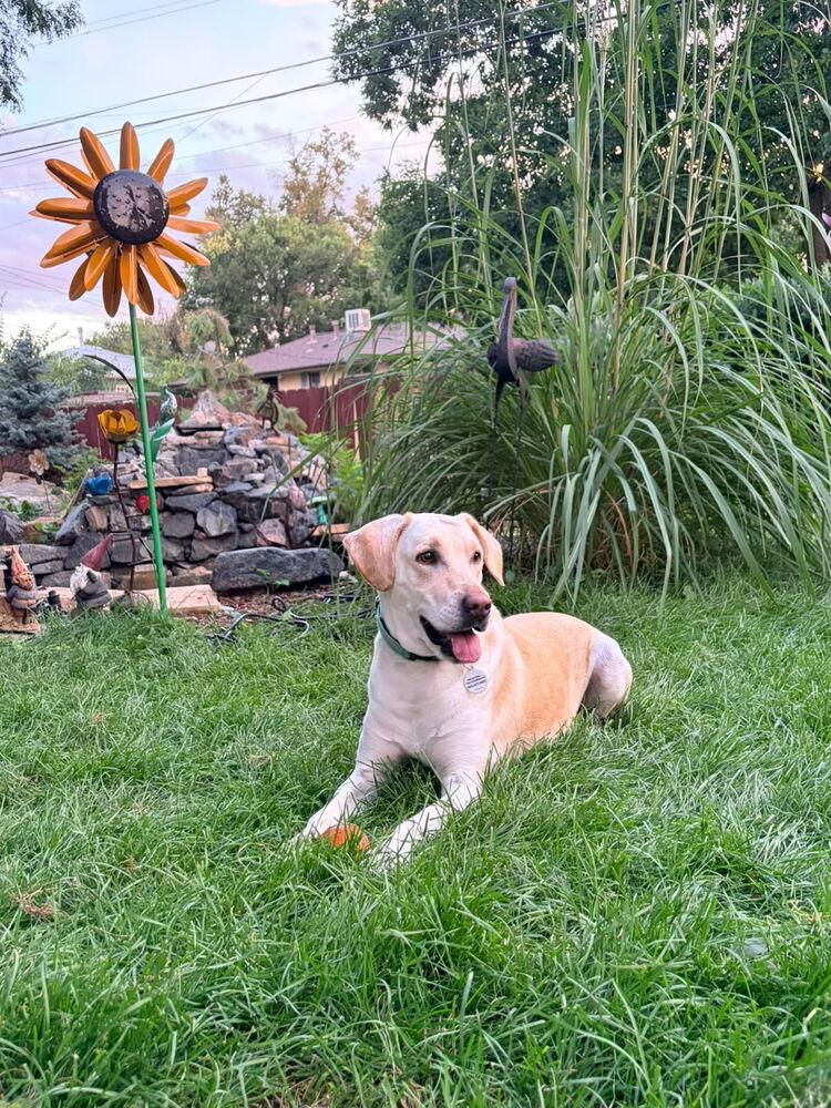 Enlarge Pamela, a Adoptable mixed breed in Denver, CO image 5/6