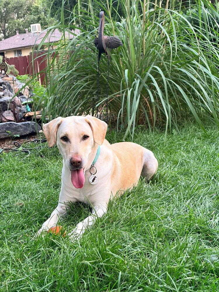 Enlarge Pamela, a Adoptable mixed breed in Denver, CO image 6/6