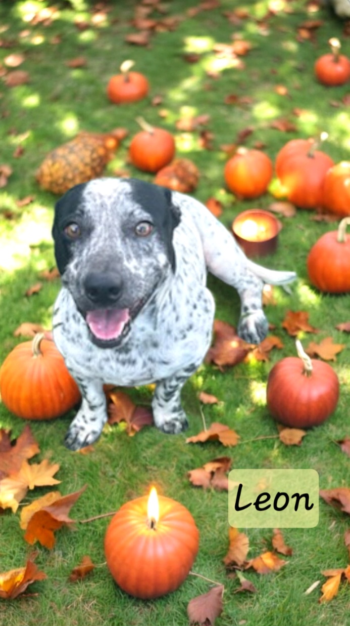 Dog for adoption Leon, a Basset Hound & Dachshund Mix in Winter haven