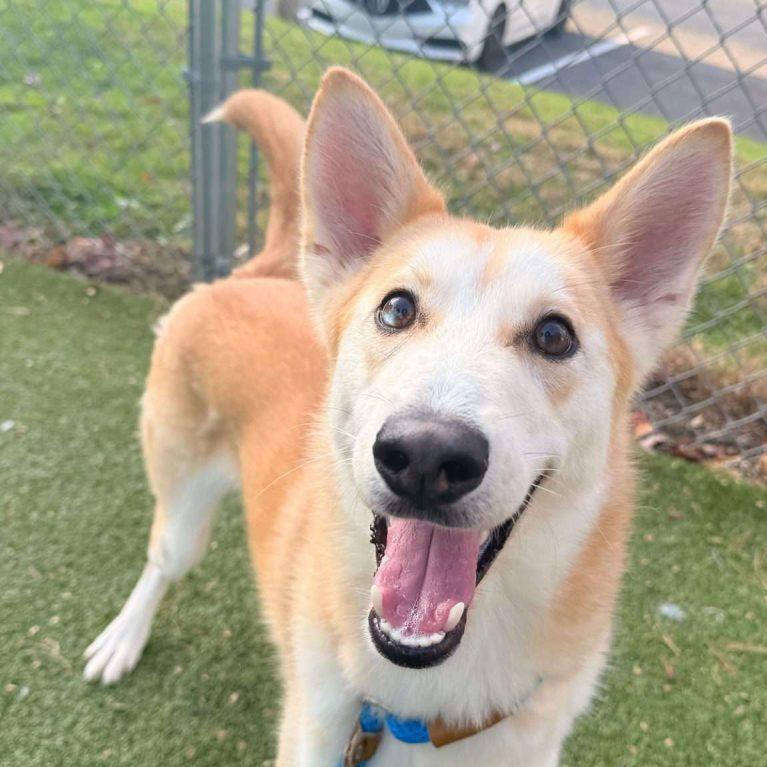 Atlas, Adoptable, Young Male Mixed Breed.