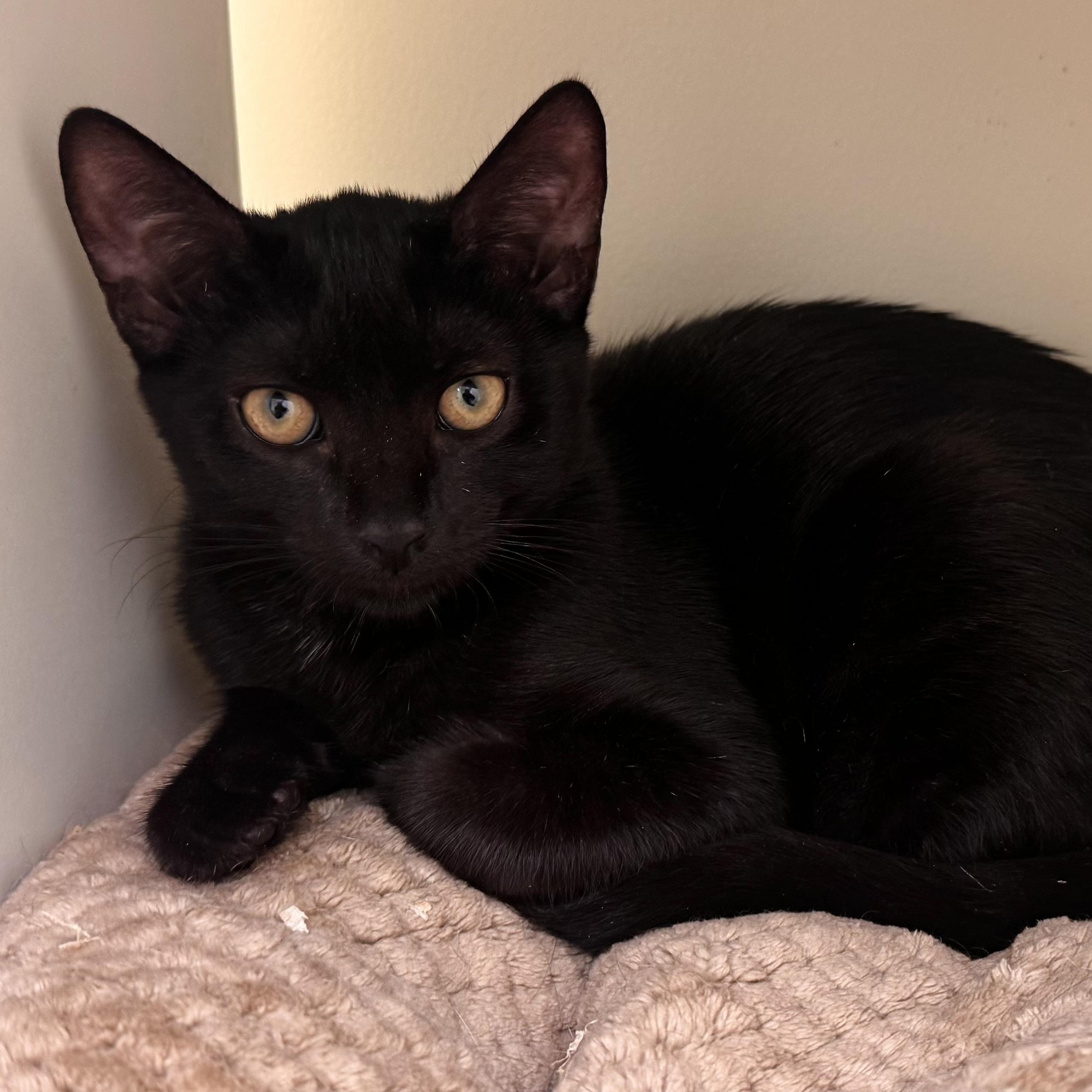 Garfield, Adoptable, Kitten Male Domestic Short Hair.