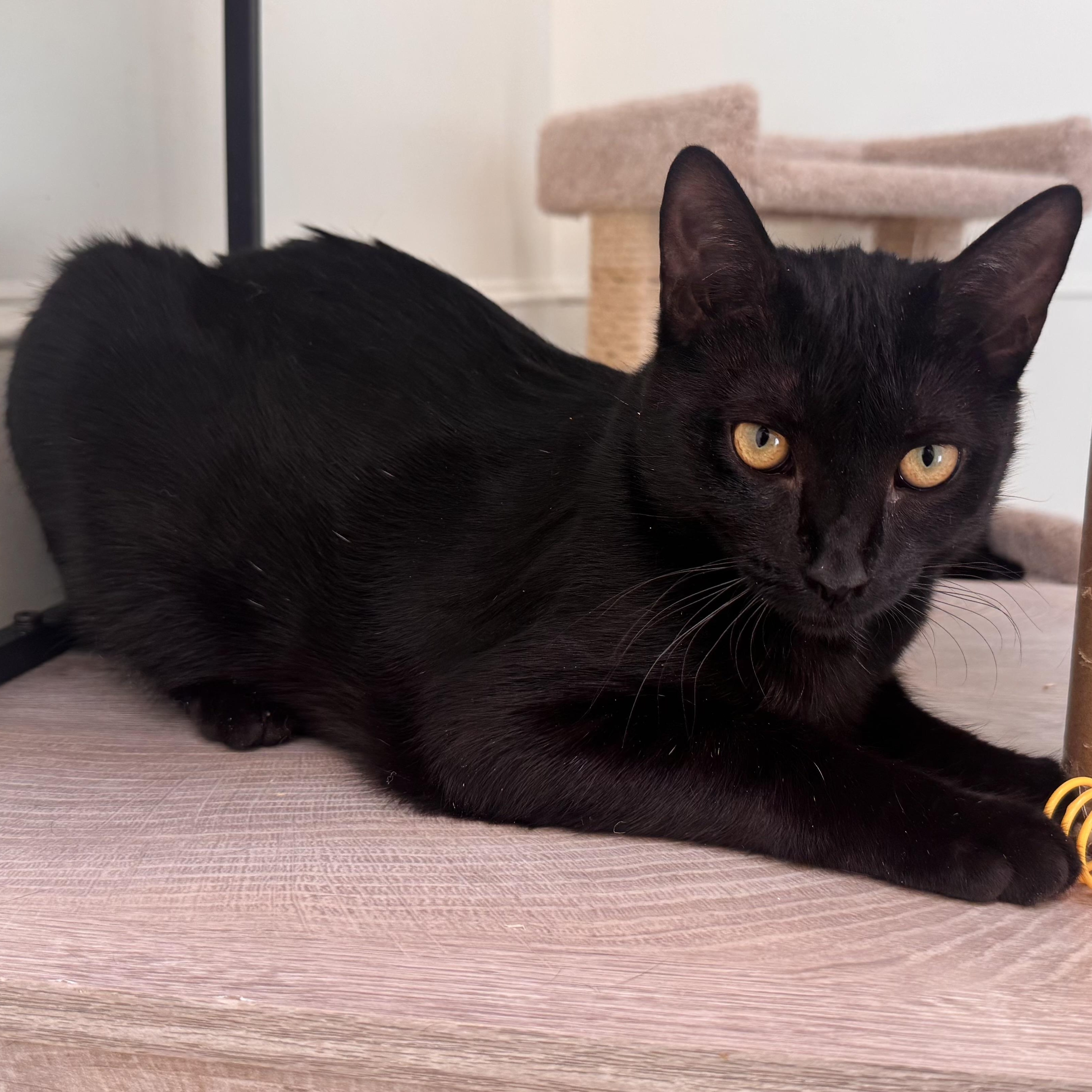 Garfield, a Adoptable Domestic Short Hair in East Northport, NY image 2/3