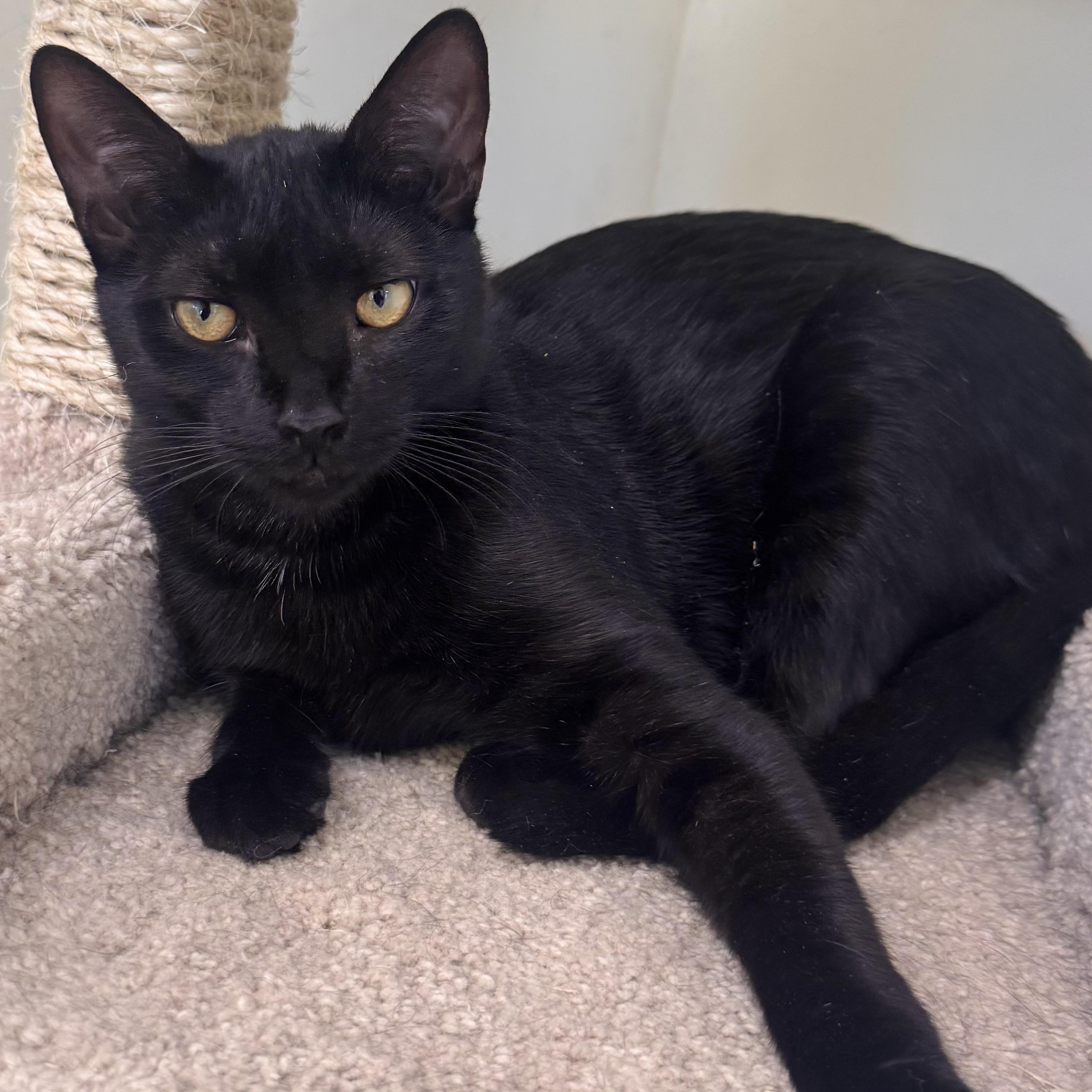 Garfield, a Adoptable Domestic Short Hair in East Northport, NY image 3/3