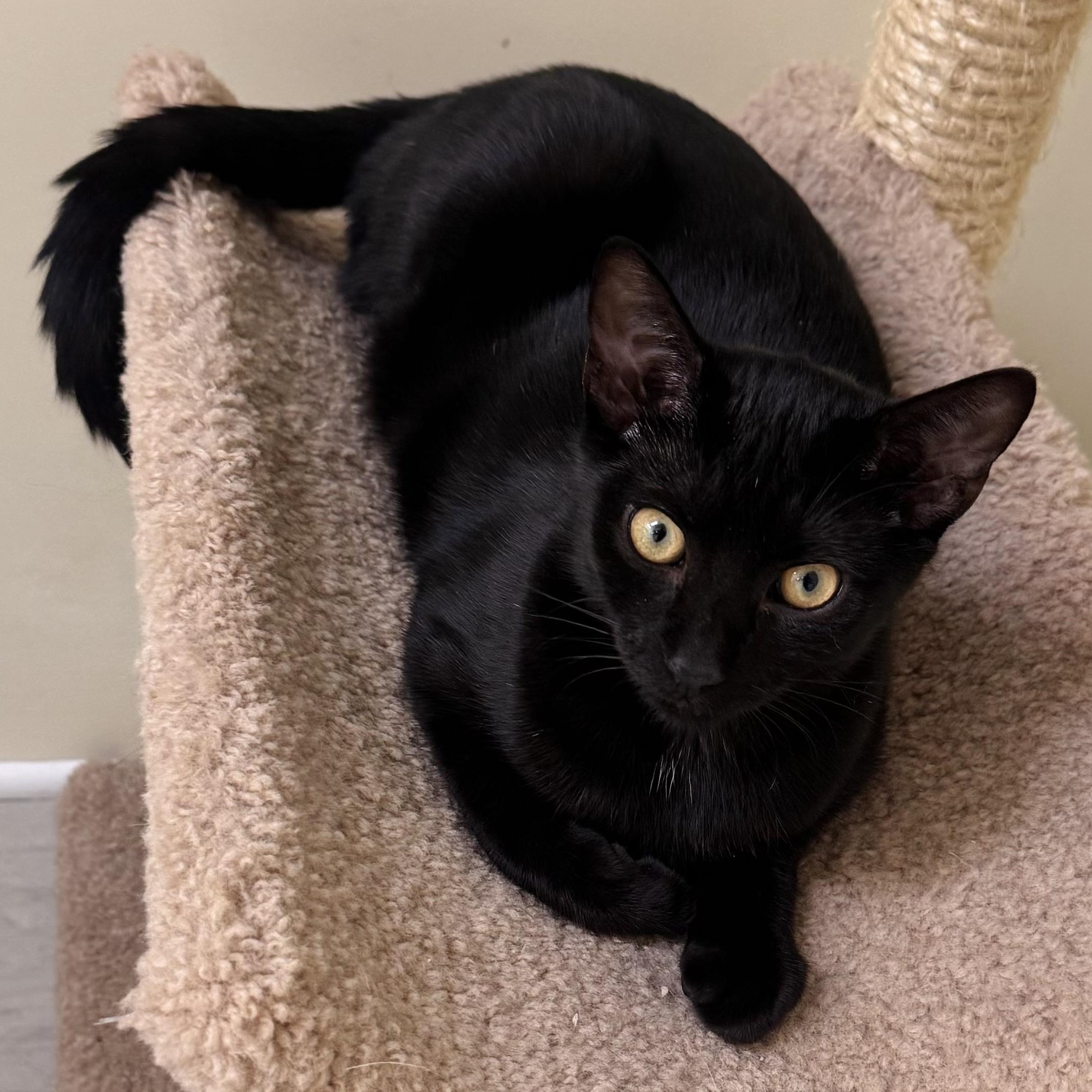 Garfield, Adoptable, Kitten Male Domestic Short Hair.